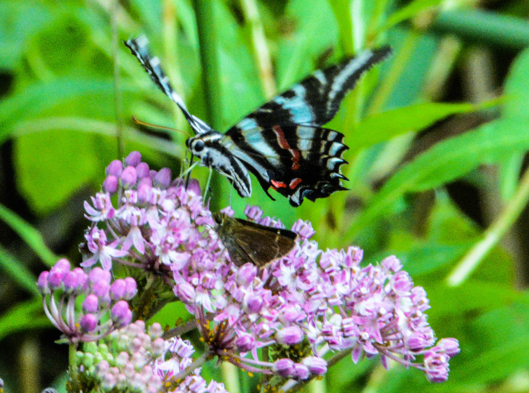 Nikon D5200 sample photo. Hovering butterfly photography
