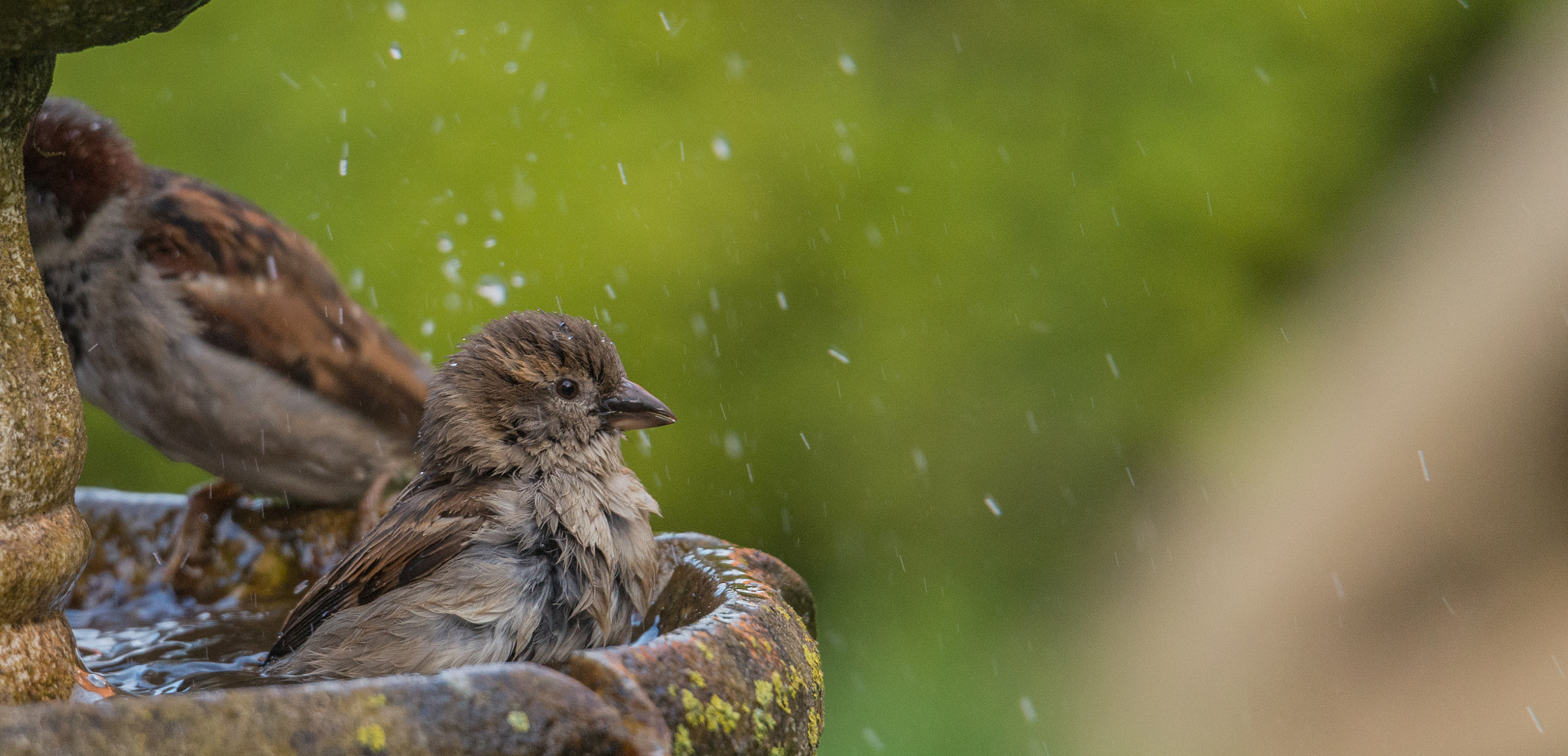 Nikon D800E sample photo. Bath time photography
