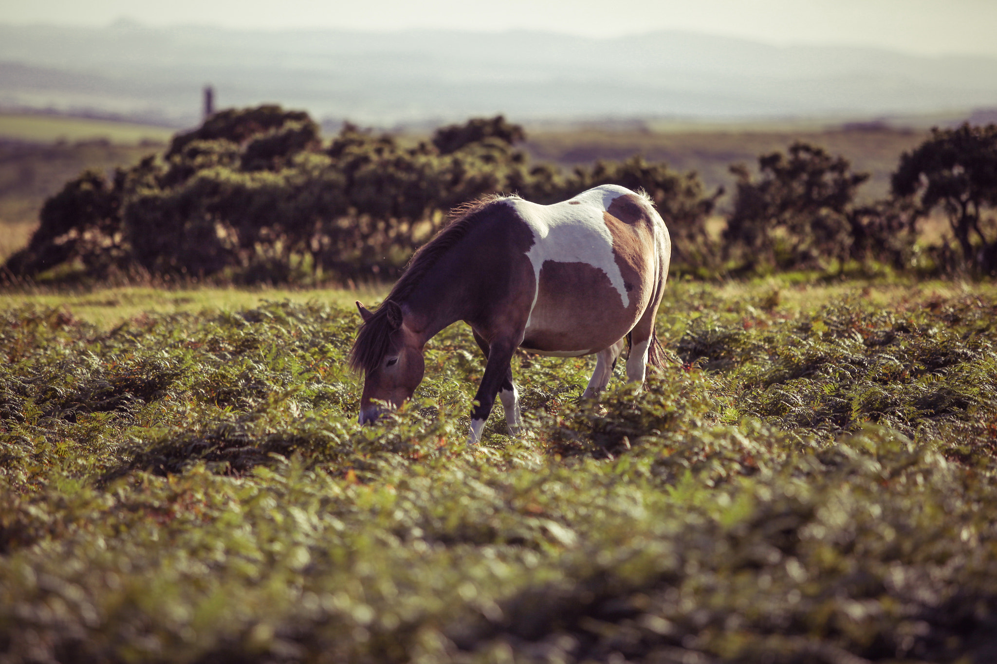 Canon EOS 5D Mark II + Canon EF 70-200mm F2.8L USM sample photo. Wild horse photography