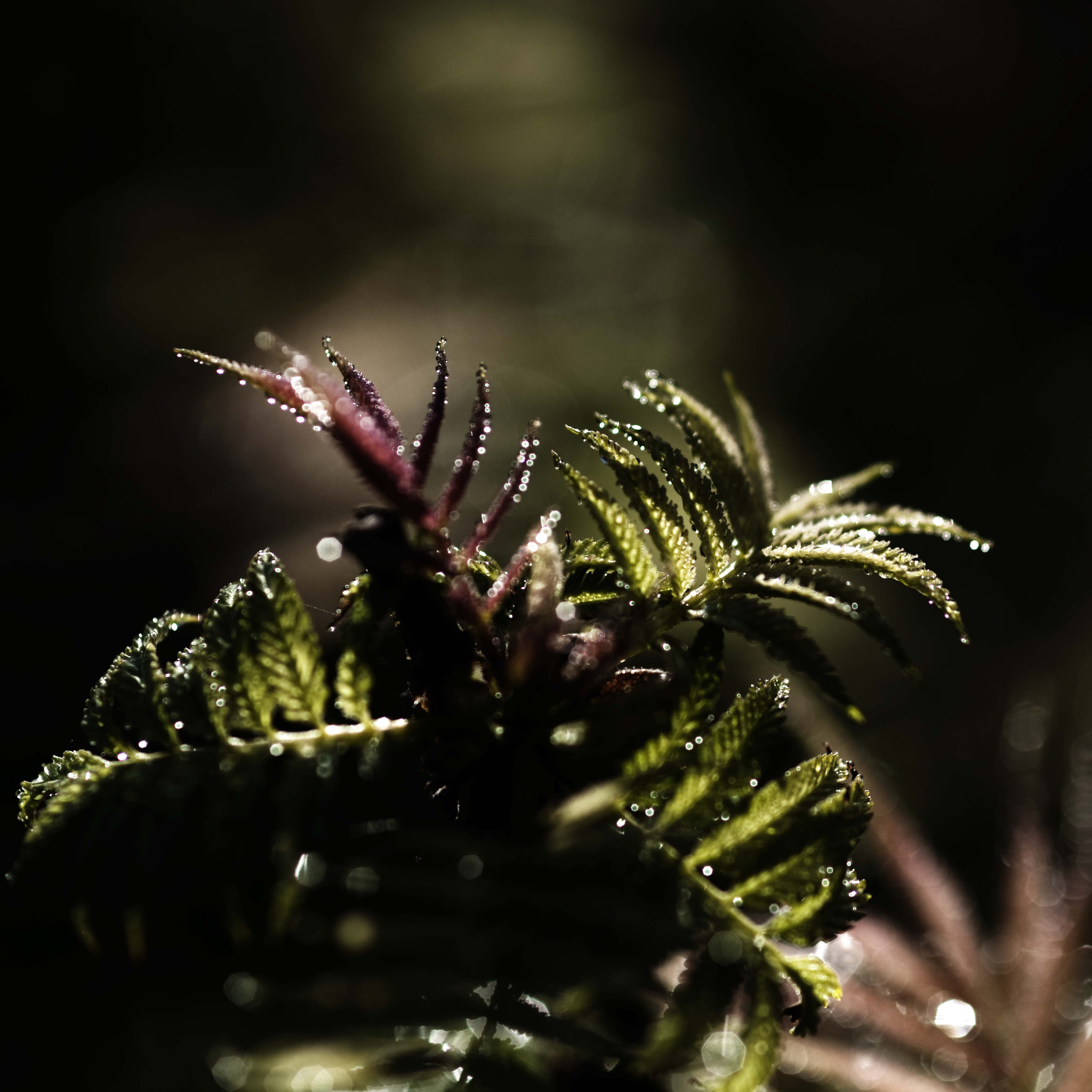 Nikon AF-S Micro-Nikkor 105mm F2.8G IF-ED VR sample photo. Voices of light12 photography