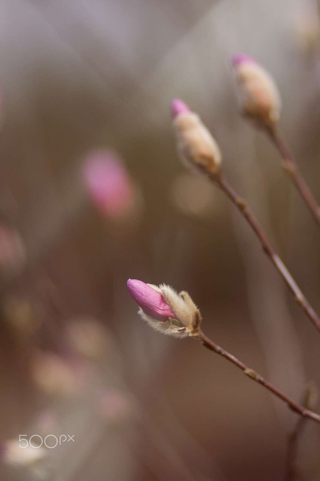 Canon EOS 50D sample photo. Magnolia photography