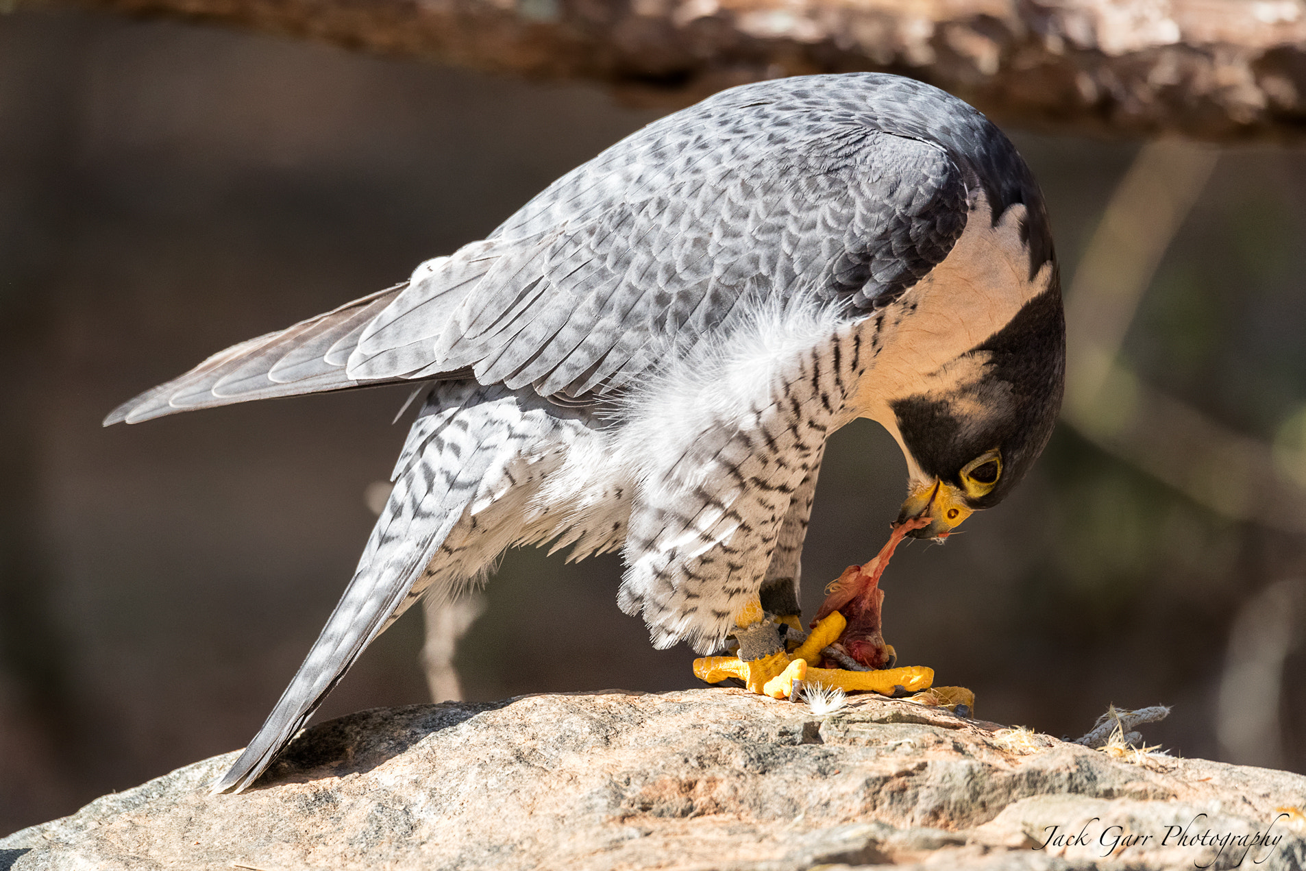 150-600mm F5-6.3 DG OS HSM | Sports 014 sample photo. Peregrine falcon feeding photography