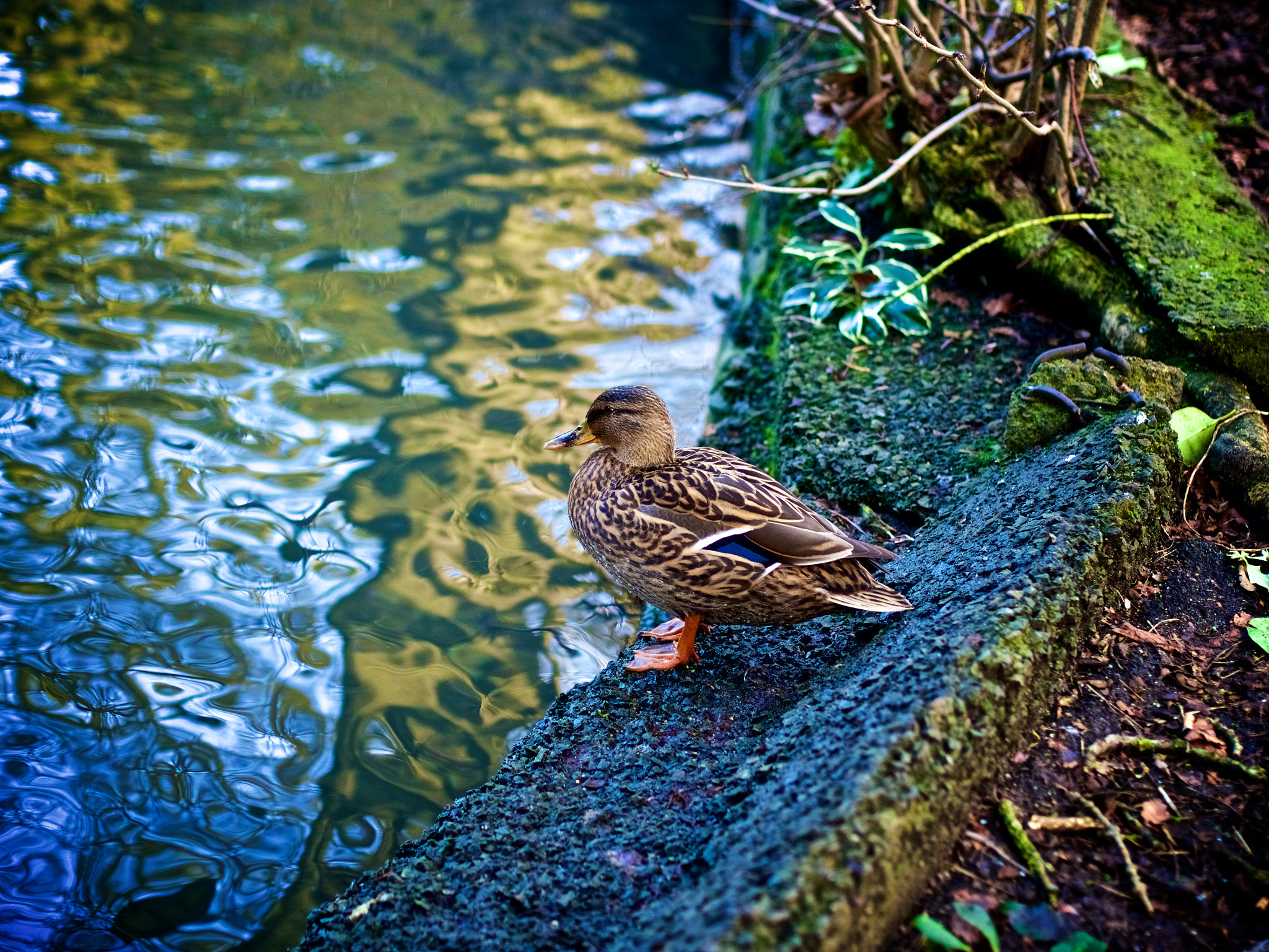 Olympus M.Zuiko Digital 45mm F1.8 sample photo. Duck photography
