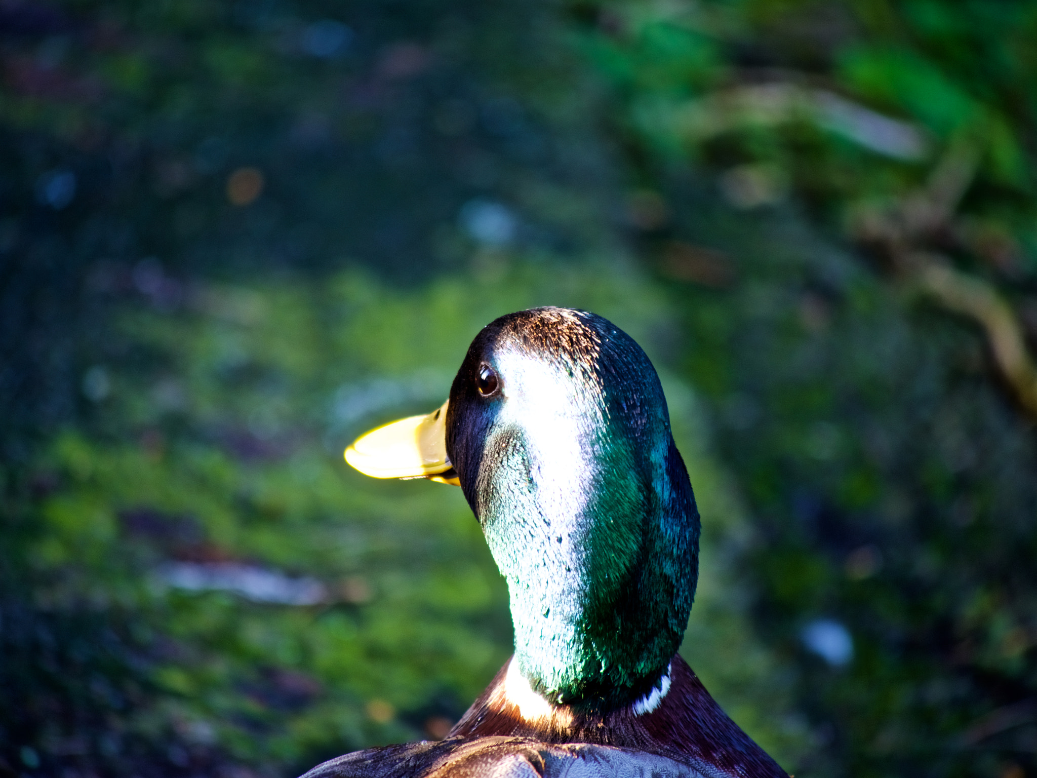 Olympus OM-D E-M5 II sample photo. Just a duck photography
