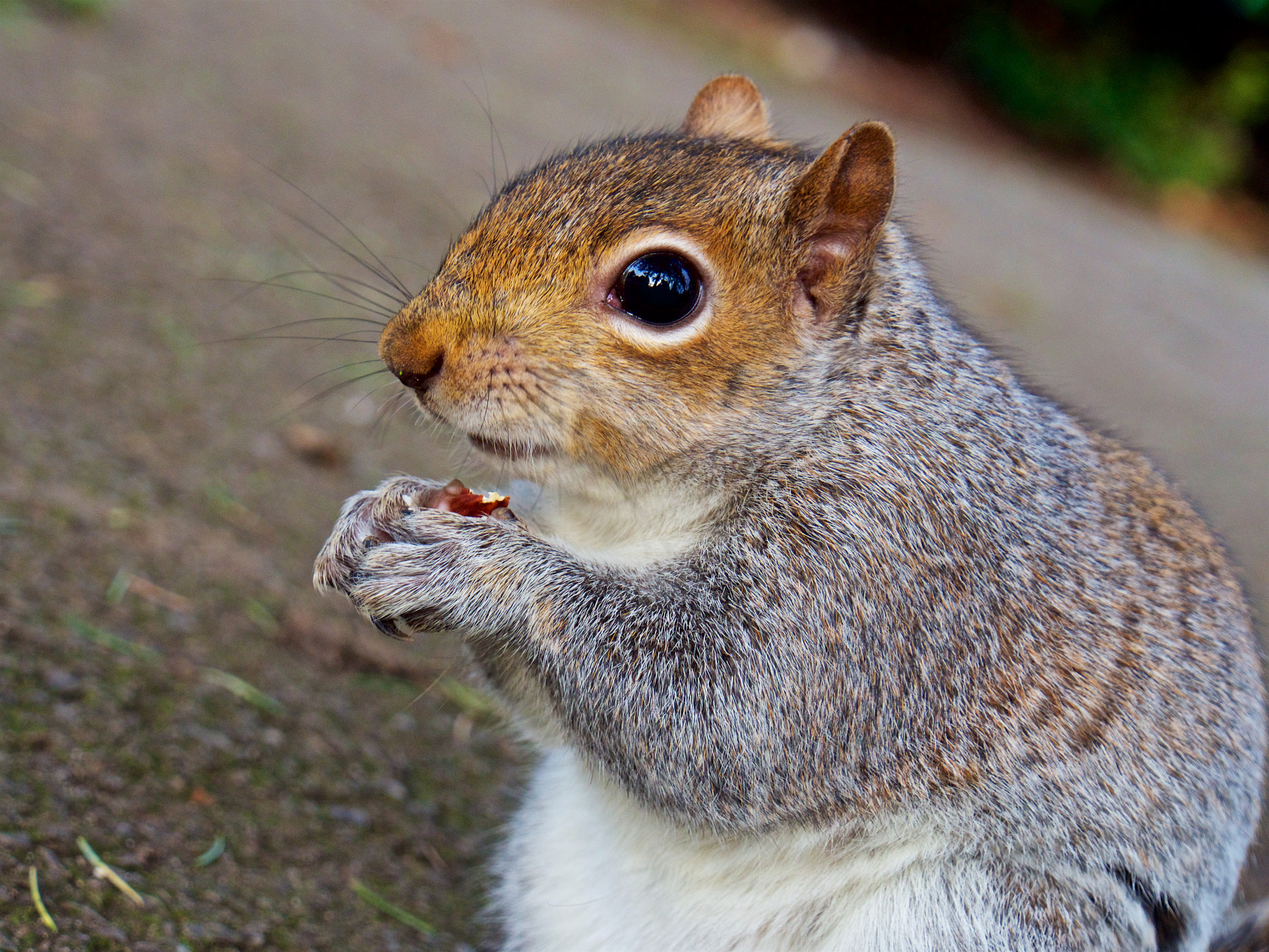 Olympus OM-D E-M5 II sample photo. Hungry photography
