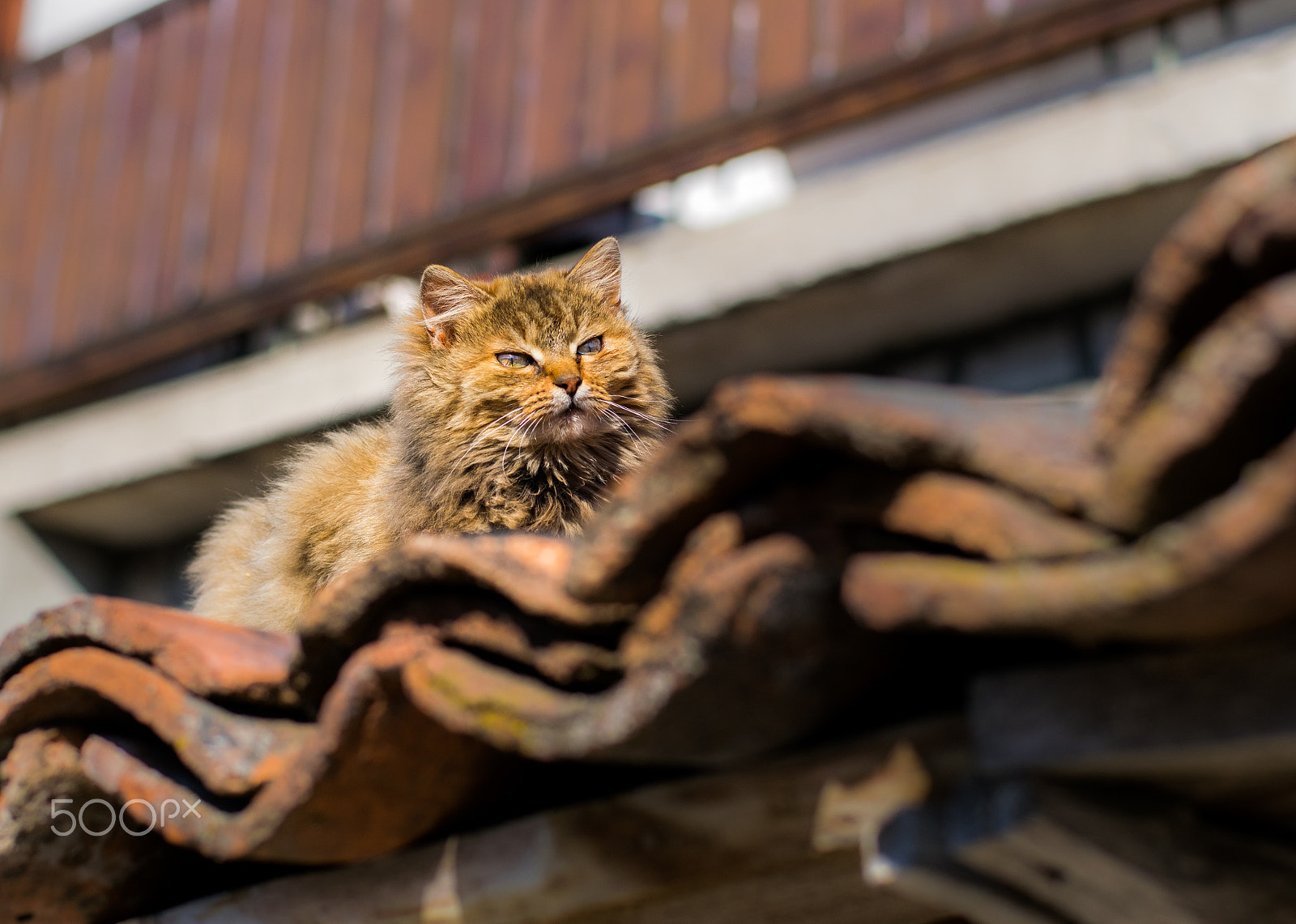 Nikon AF-S Nikkor 50mm F1.8G sample photo. Orange-brown cat sunbathing on hot tiles photography