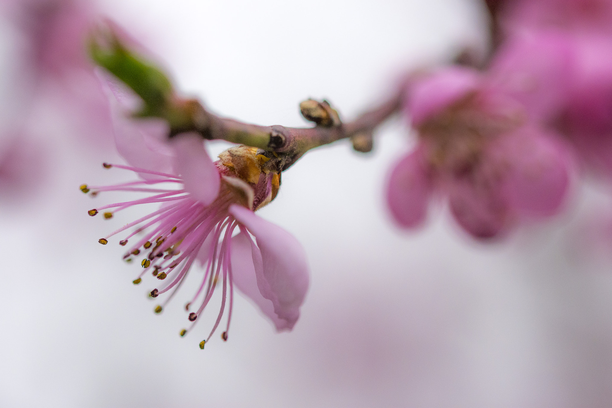 Sigma 105mm F2.8 EX DG OS HSM sample photo. Breskva 2 photography