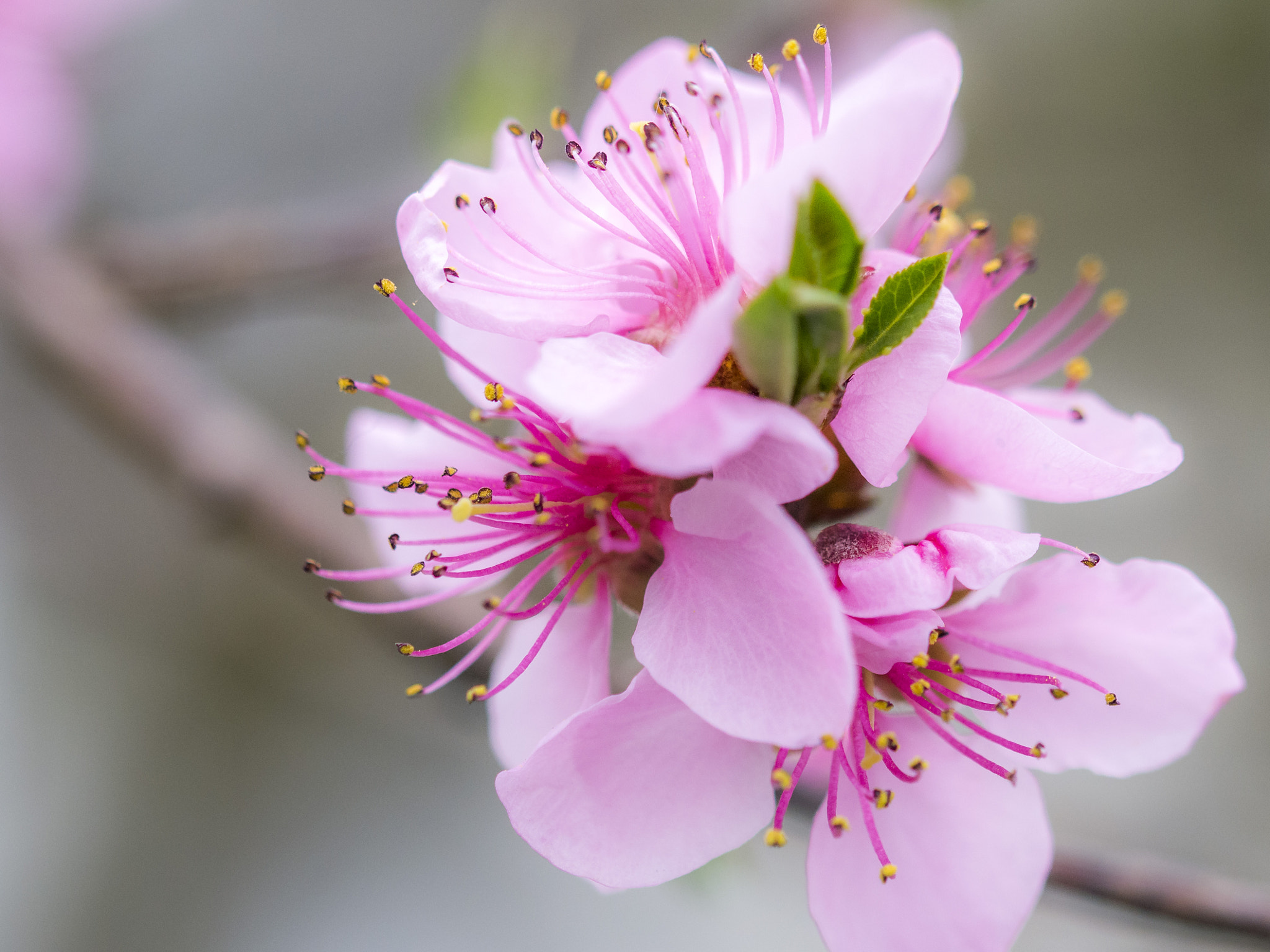 Sigma 105mm F2.8 EX DG OS HSM sample photo. Breskva 3 photography