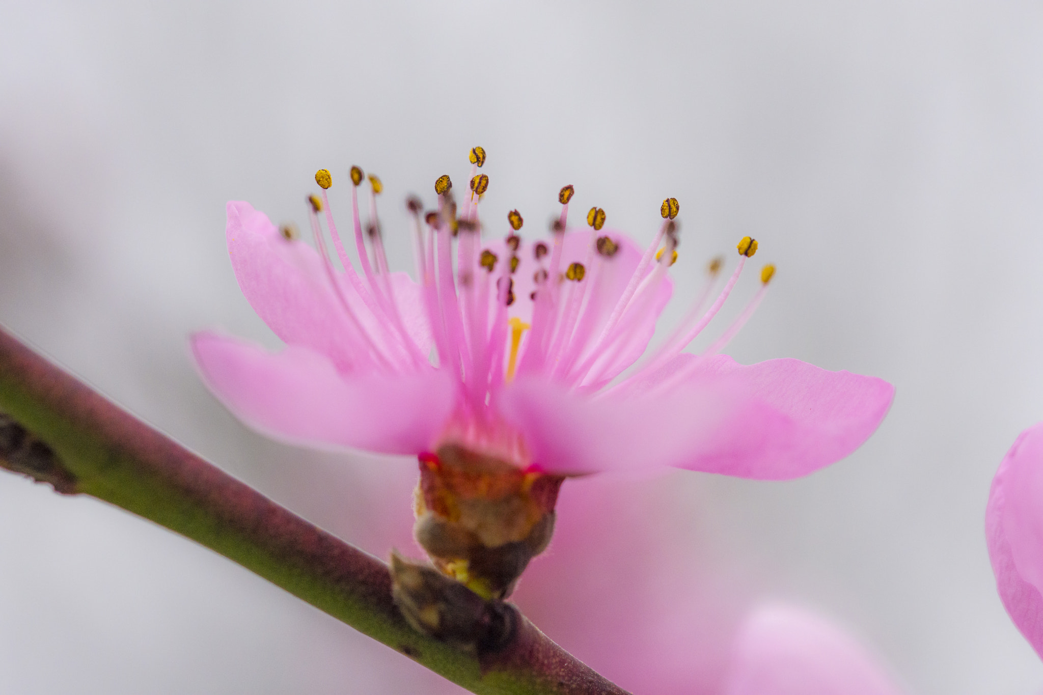 Sigma 105mm F2.8 EX DG OS HSM sample photo. Breskva 4 photography