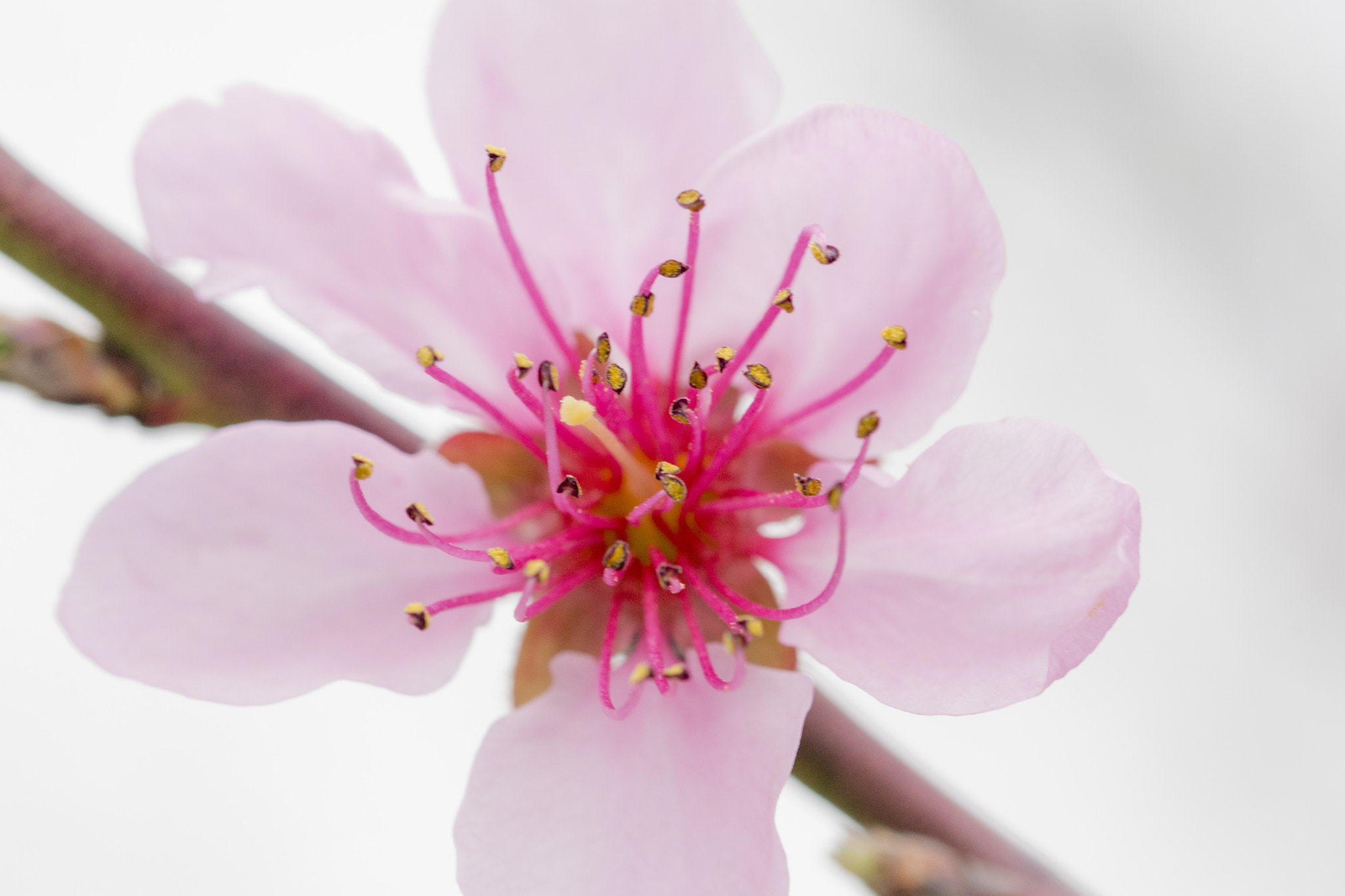 Sigma 105mm F2.8 EX DG OS HSM sample photo. Breskva 5 photography