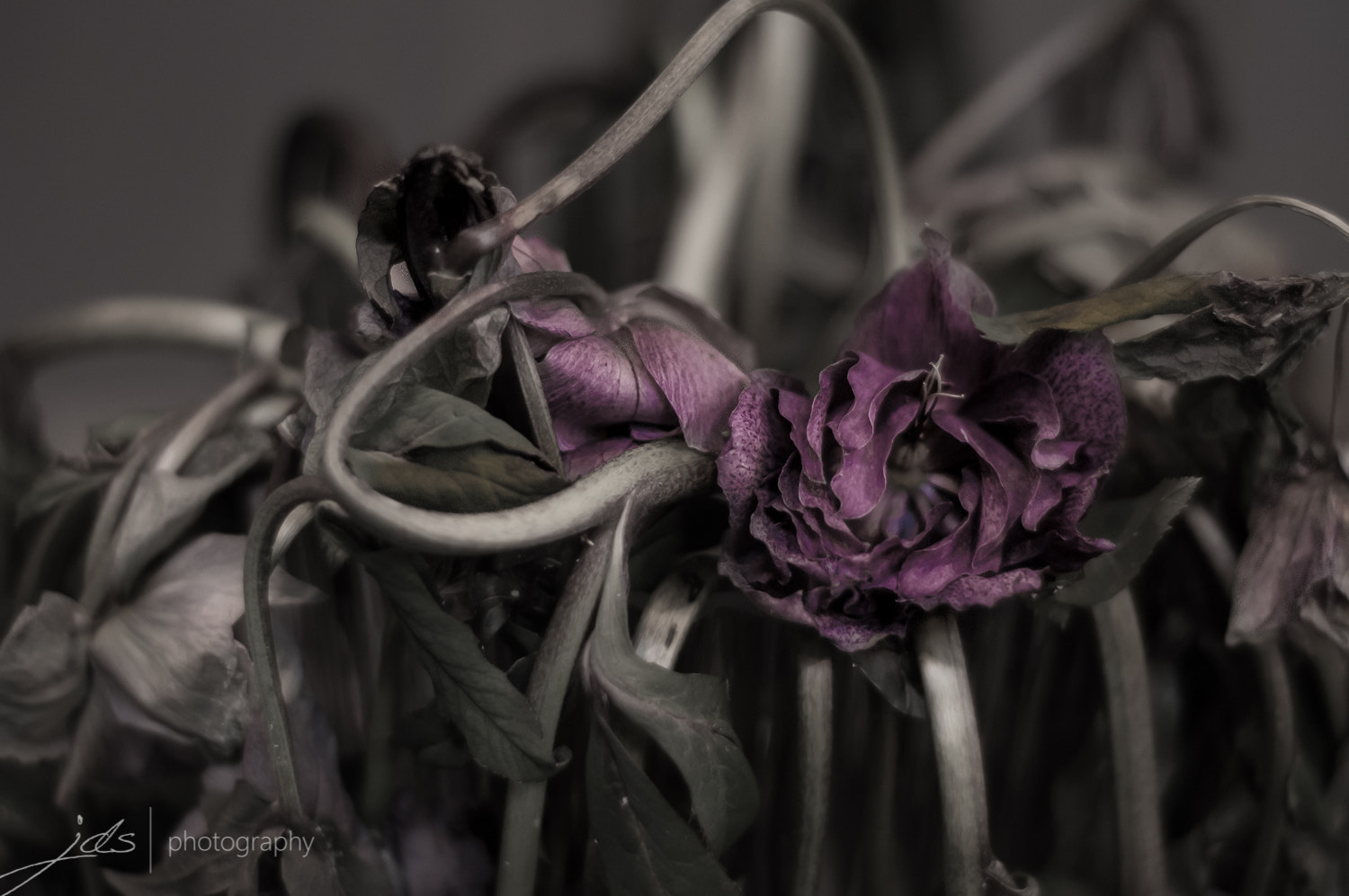 Nikon D3200 + Nikon AF Nikkor 50mm F1.8D sample photo. Dying beauty photography