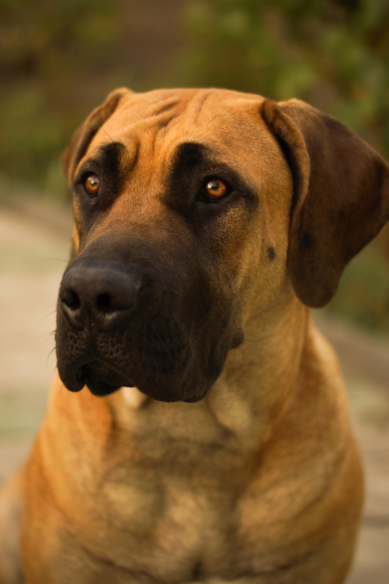 Sony SLT-A65 (SLT-A65V) sample photo. Boerboel kiarra photography