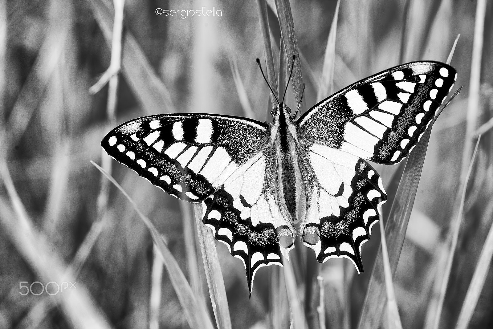 Nikon D610 + Sigma 150mm F2.8 EX DG Macro HSM sample photo. Wild_papilio_machaon_________ photography