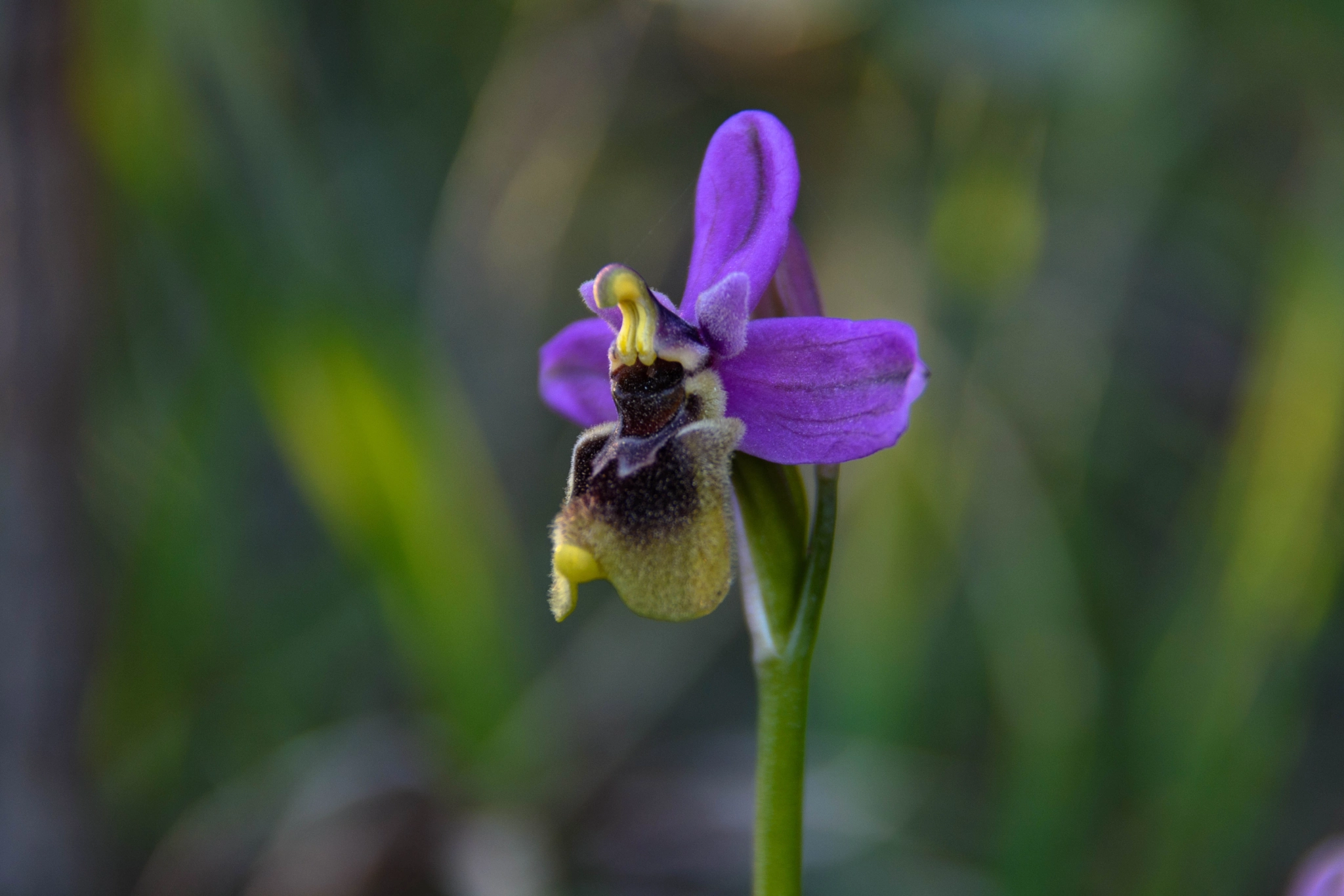 Nikon D7100 sample photo. Orquidea... photography