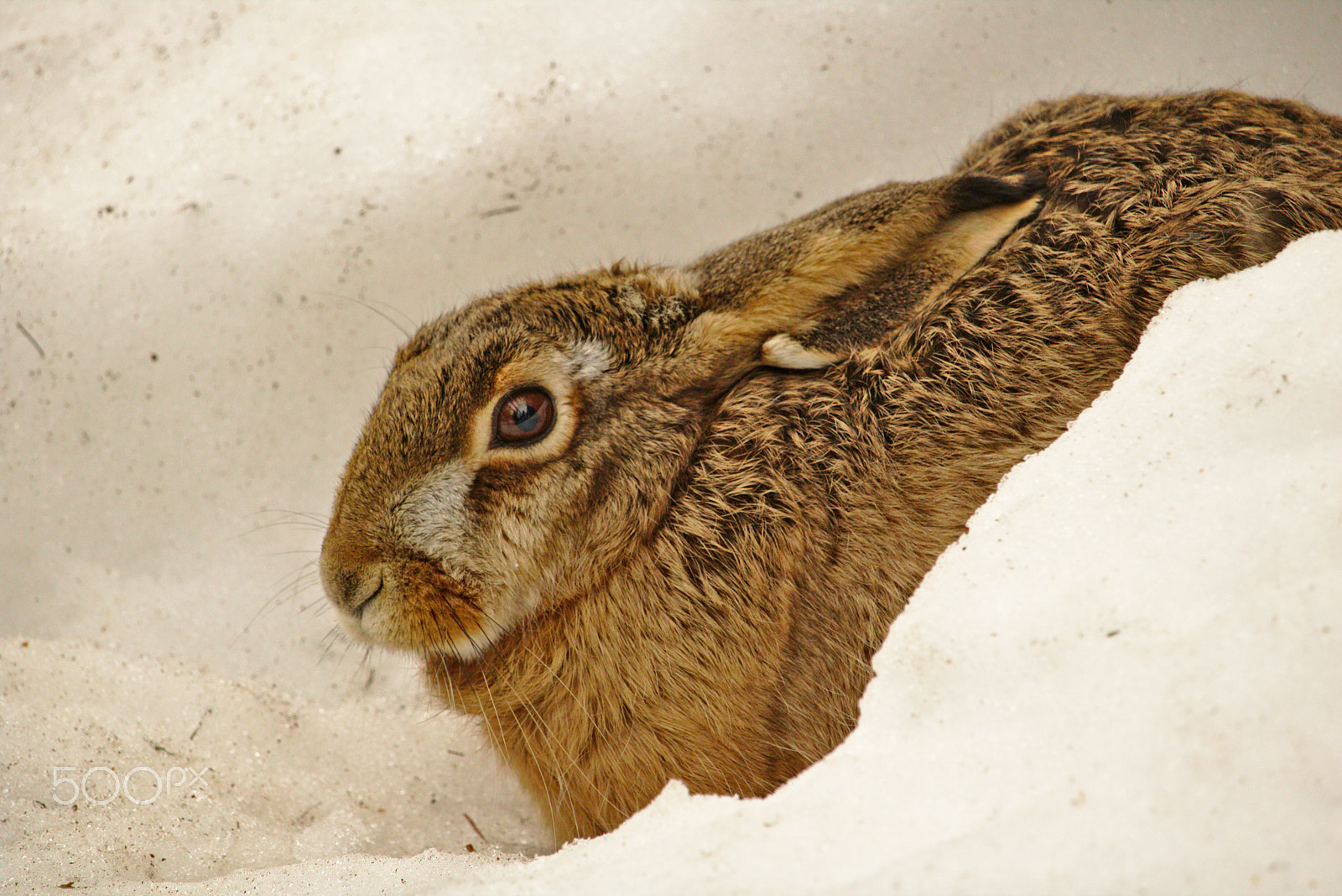 Canon EF-S 55-250mm F4-5.6 IS STM sample photo. Brown hare in the snow photography