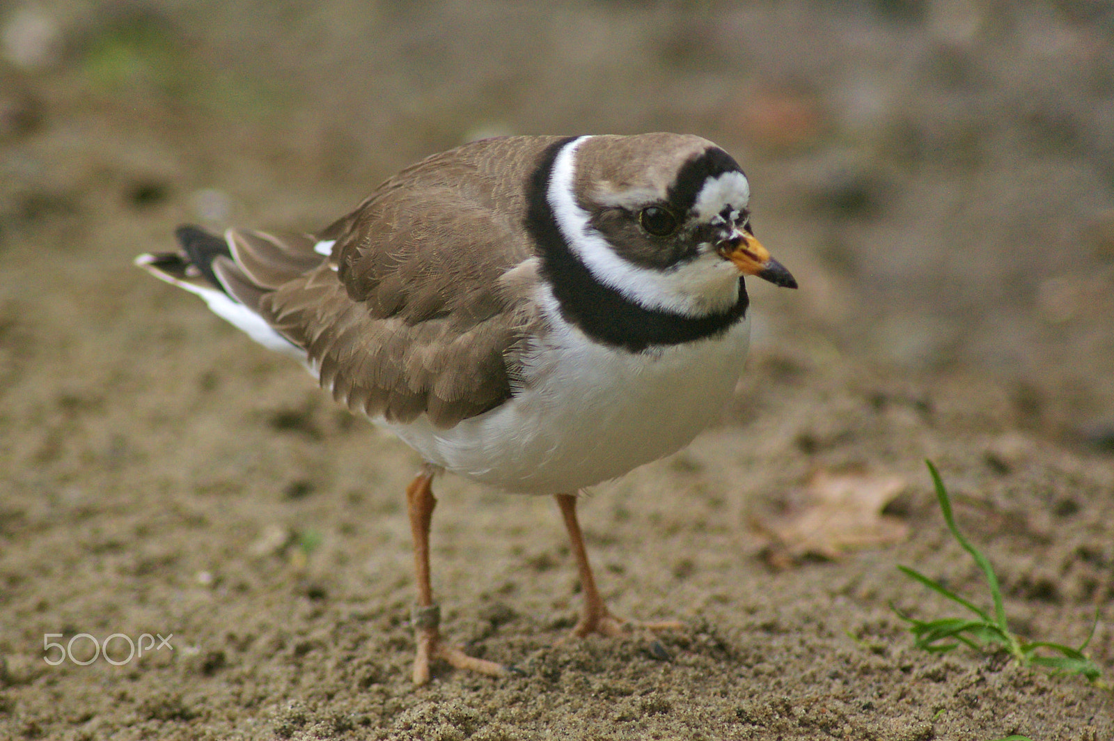 Pentax K100D + Tamron AF 70-300mm F4-5.6 LD Macro 1:2 sample photo. Sand plover photography