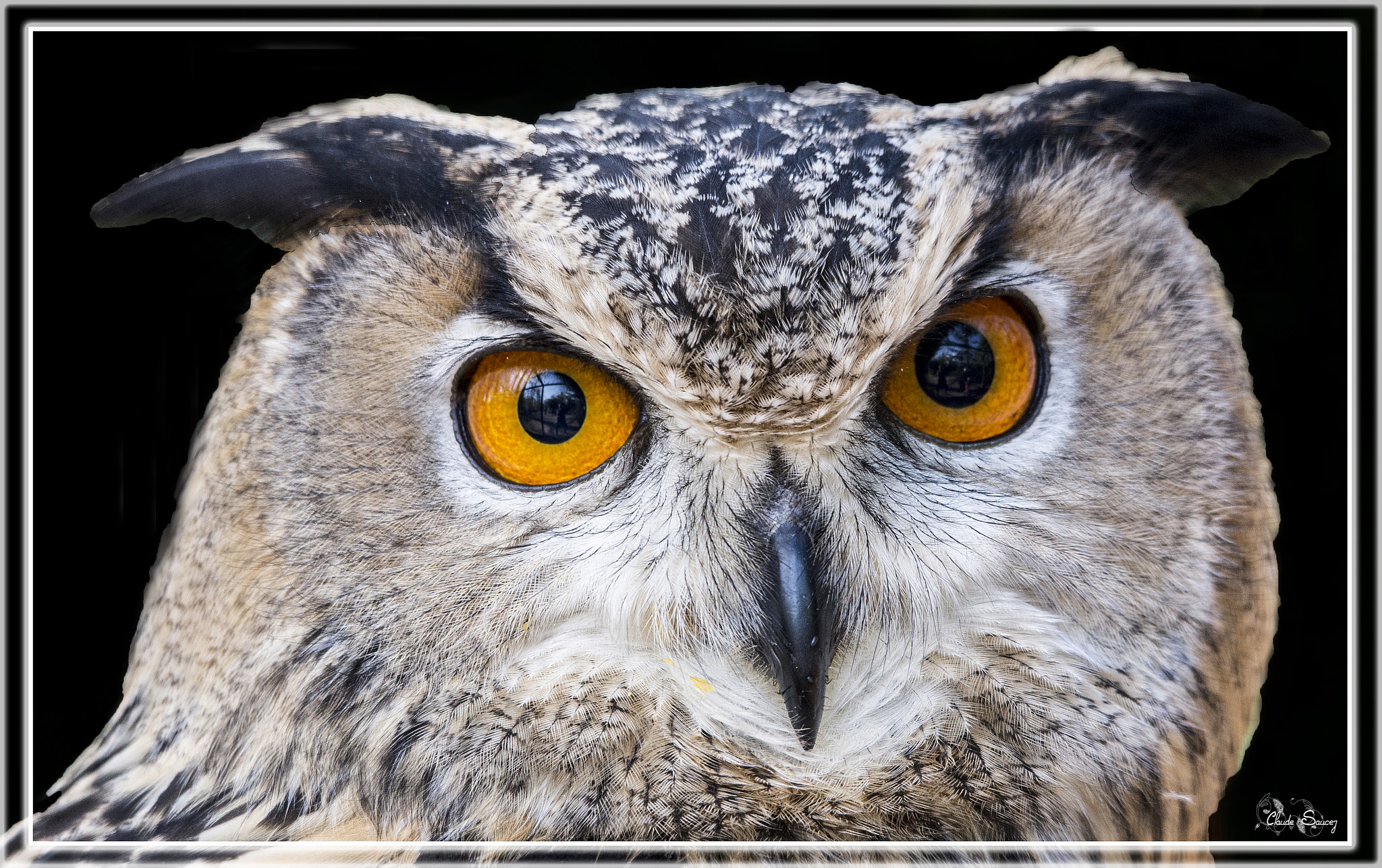 Nikon D600 + Sigma 120-400mm F4.5-5.6 DG OS HSM sample photo. Owl photography