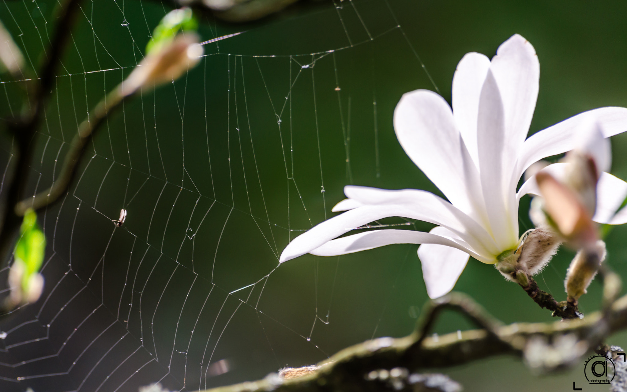 Nikon D5100 + Sigma 70-300mm F4-5.6 APO DG Macro sample photo. Flower with webs photography