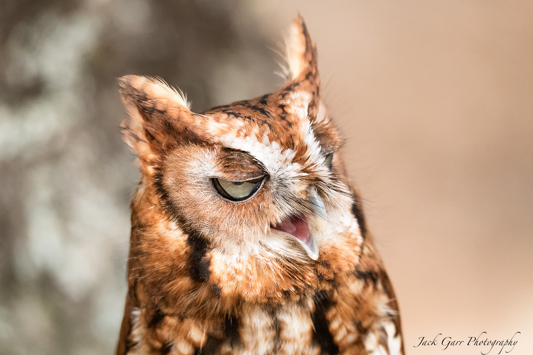150-600mm F5-6.3 DG OS HSM | Sports 014 sample photo. Sleepy eastern screech owl photography