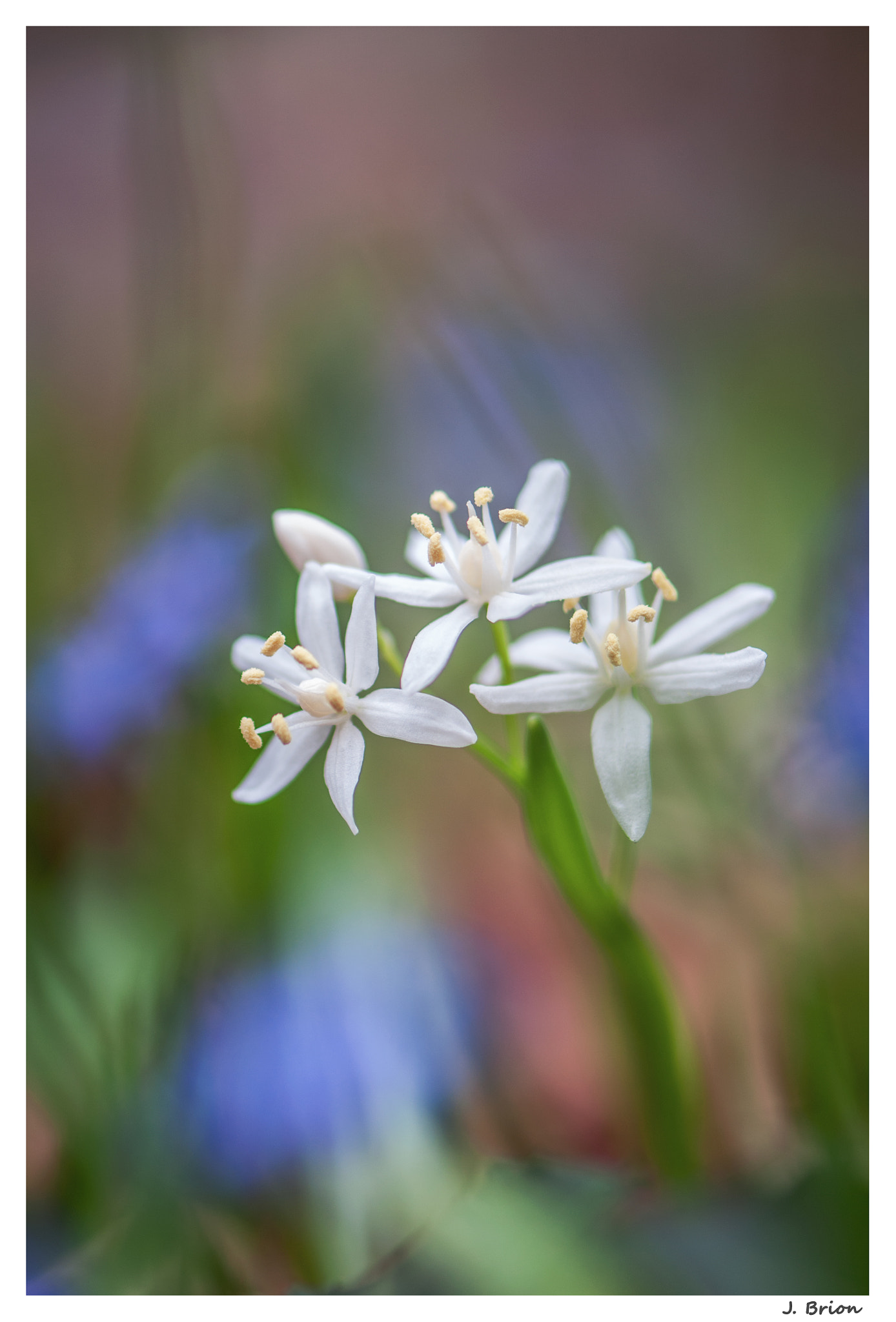 Nikon AF-S Micro-Nikkor 105mm F2.8G IF-ED VR sample photo. Scille blanche ... photography