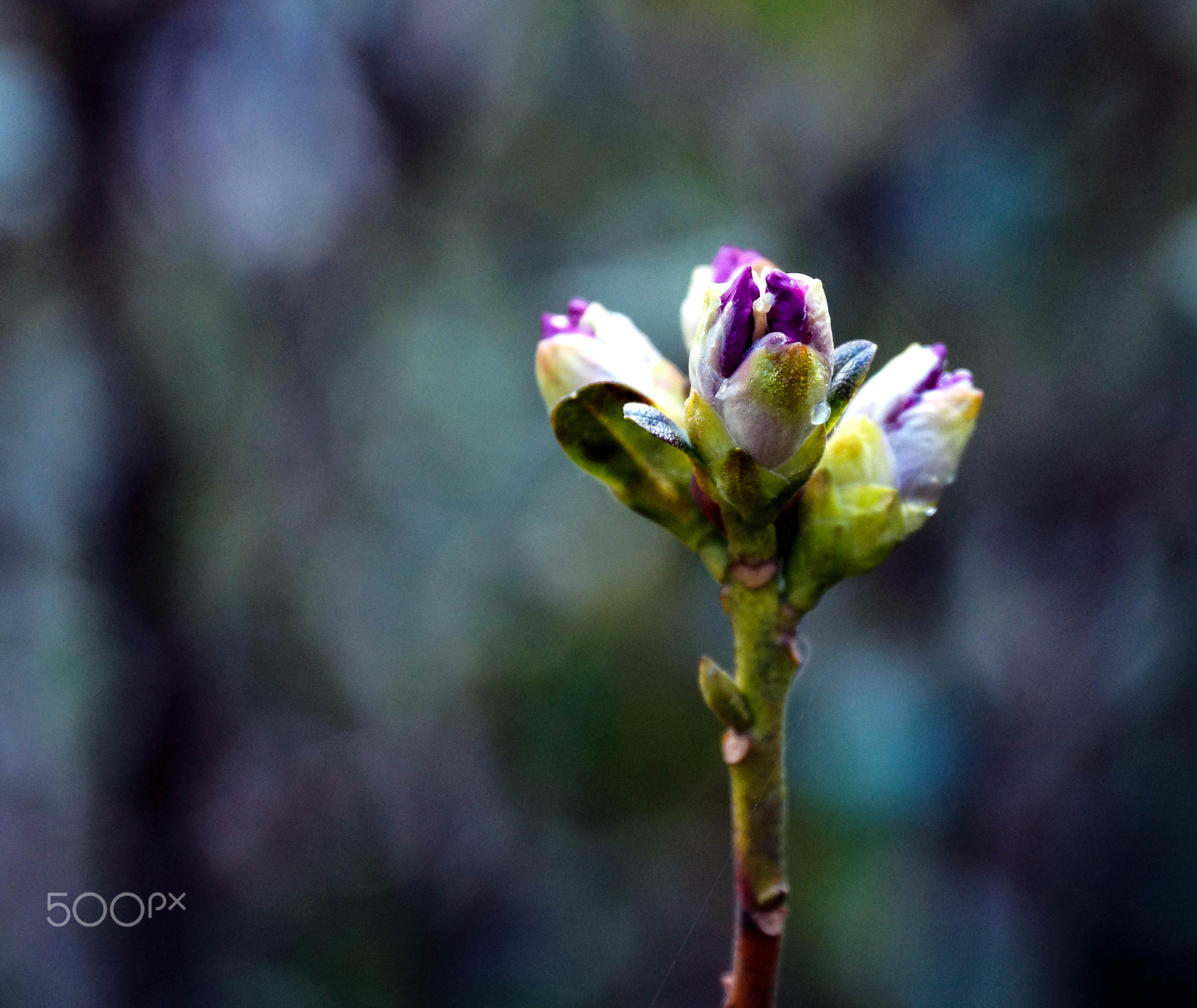 Sony DT 18-135mm F3.5-5.6 SAM sample photo. Weird rite of spring photography