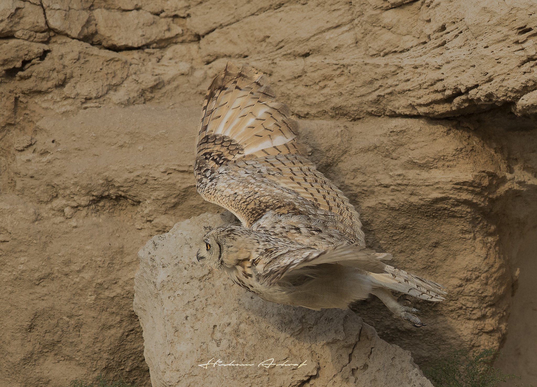Canon EF 400mm F2.8L IS II USM sample photo. Camouflage  photography