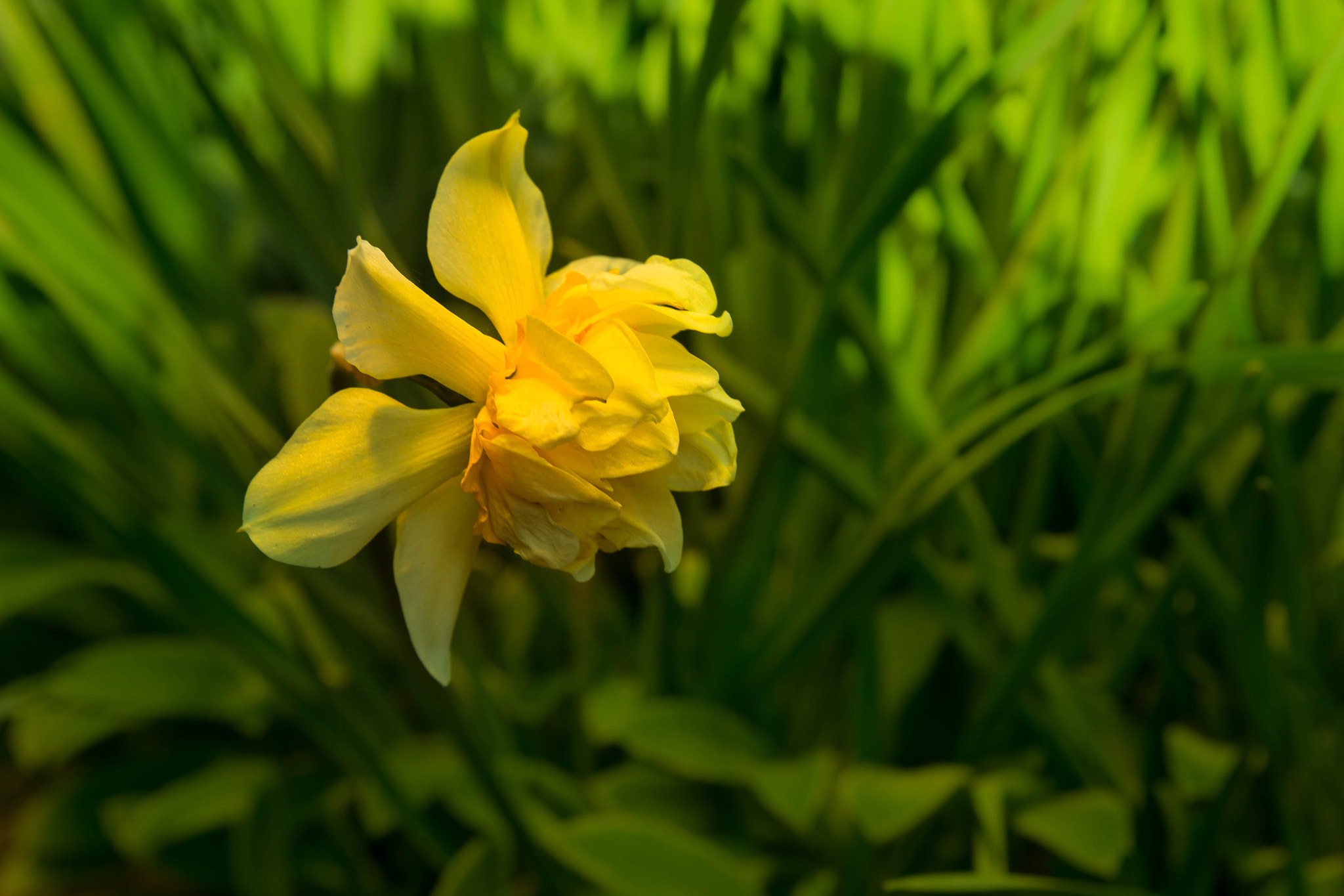 Canon EF-S 17-55mm F2.8 IS USM sample photo. Flowers photography