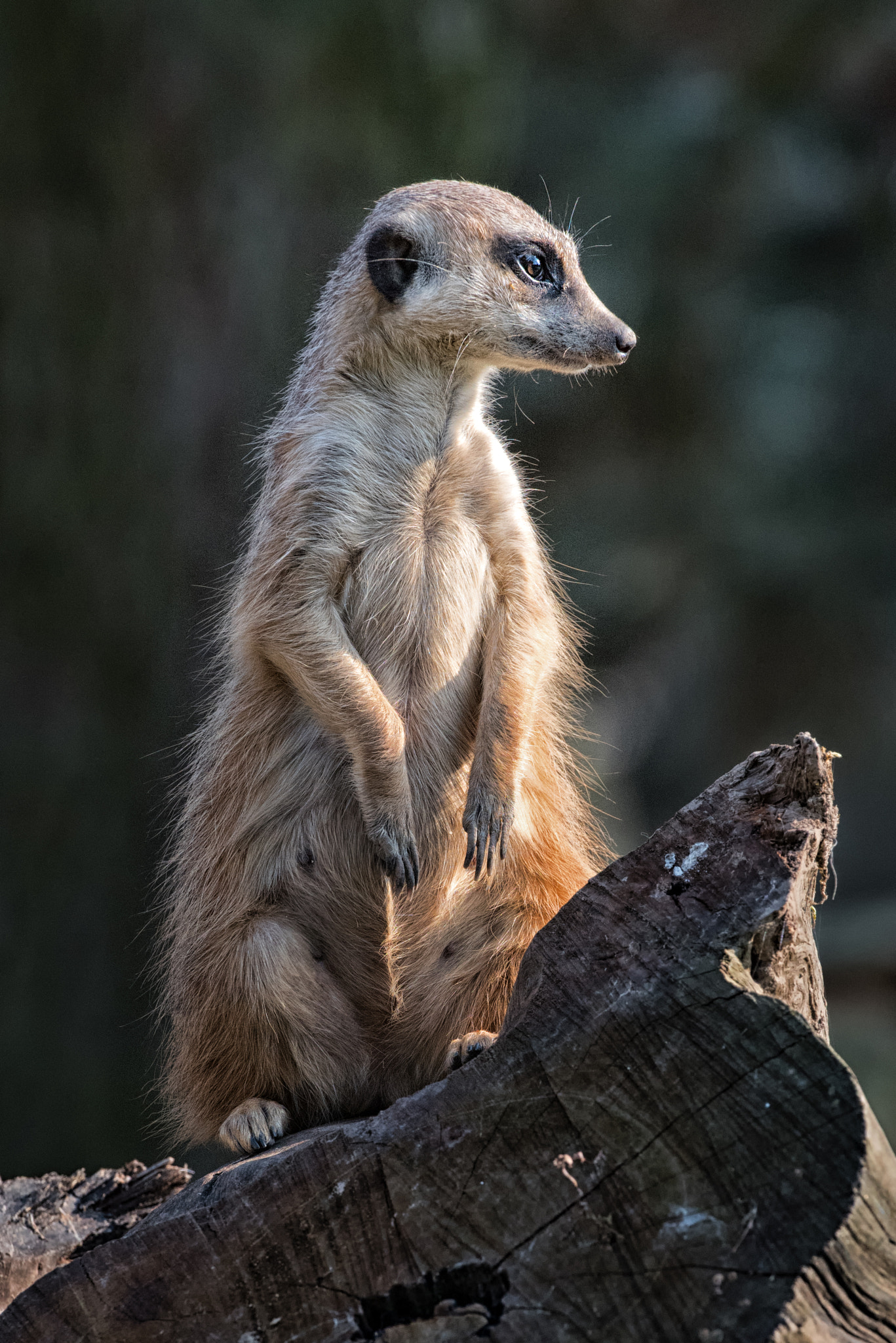 Nikon D810 sample photo. Meerkat on guard photography