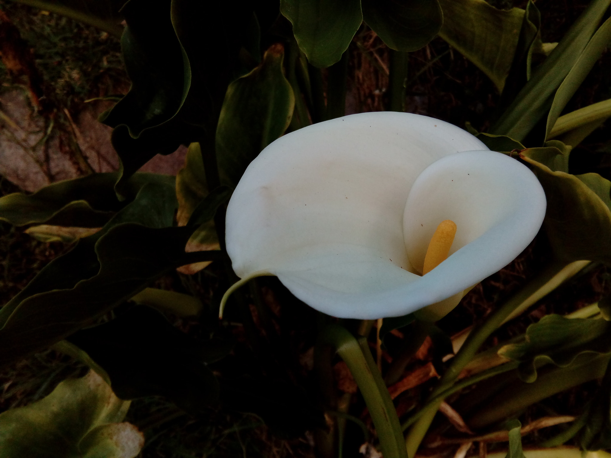 ZTE Blade V6 Max sample photo. White  photography