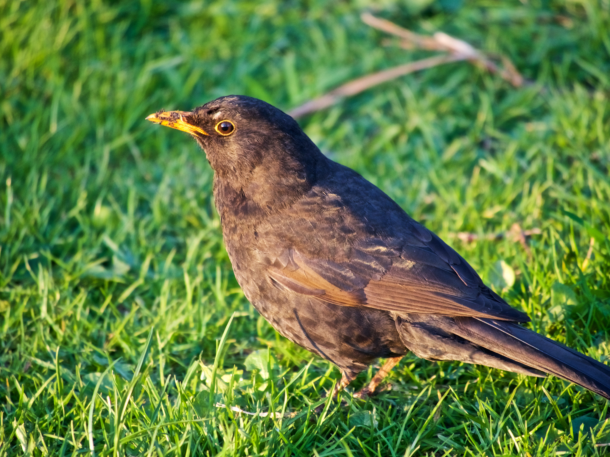 Olympus OM-D E-M5 II sample photo. Back bird photography