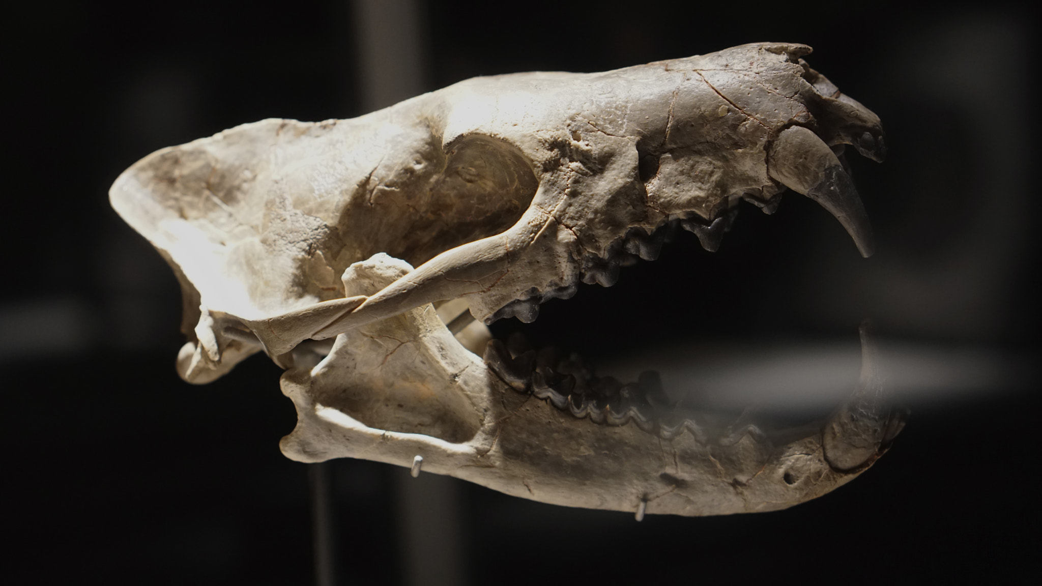 Sony a6300 + E 50mm F1.8 OSS sample photo. Predator scull photography