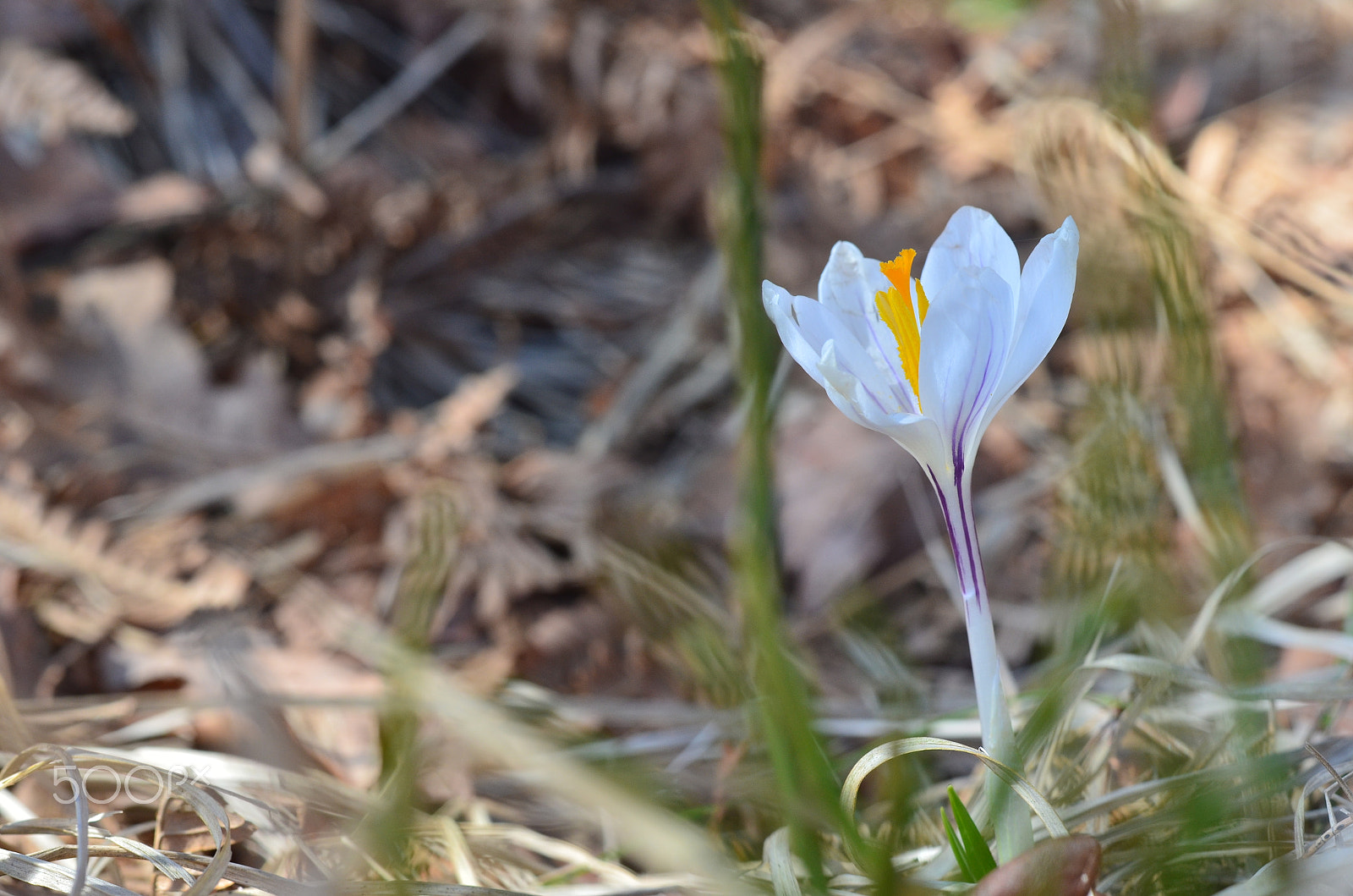 Nikon D5100 + Nikon AF-S Nikkor 50mm F1.8G sample photo. That day when spring arrived... photography