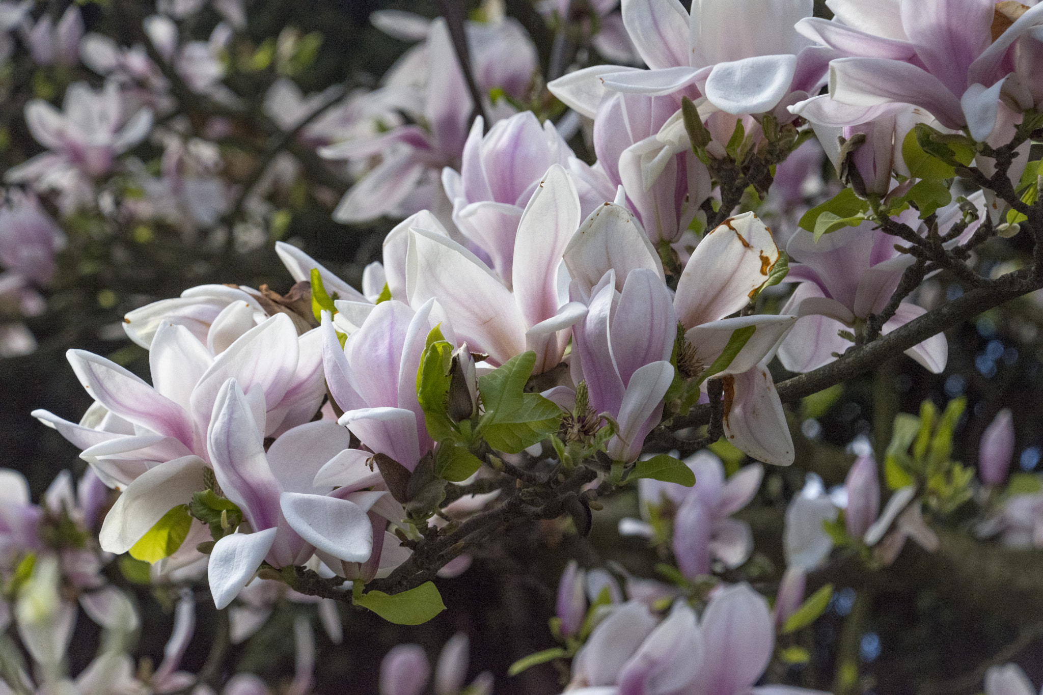 Nikon D7200 sample photo. Spring flowers photography