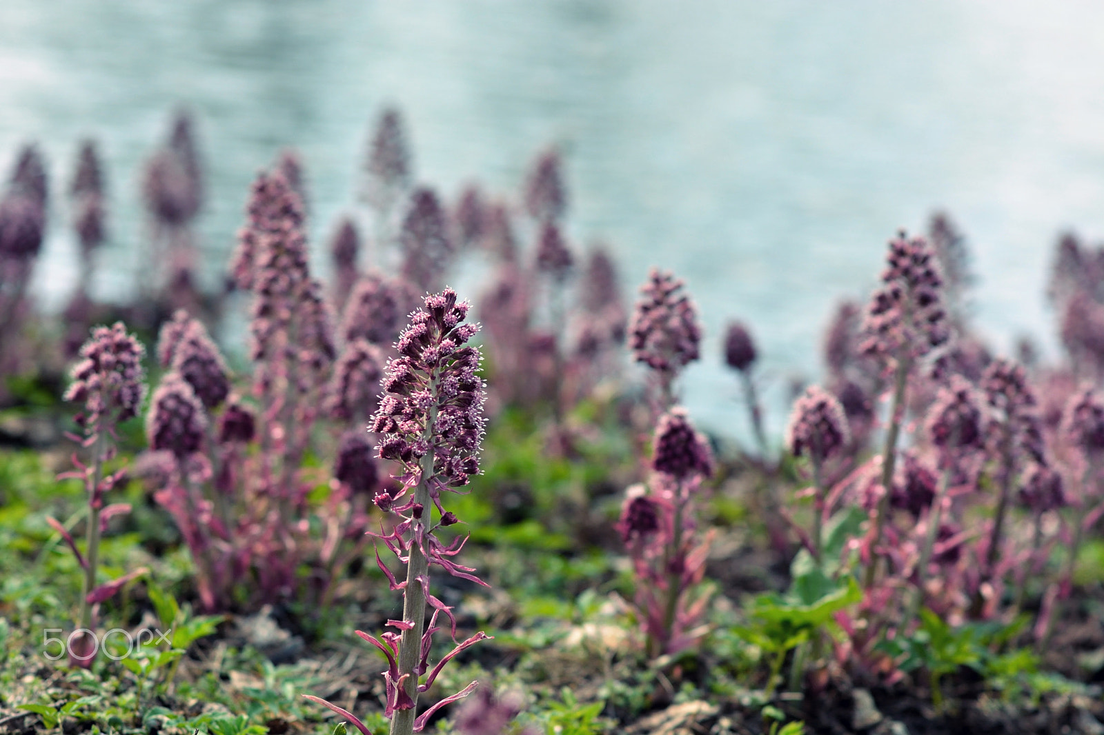 Nikon D7100 sample photo. Spring, nieborow, poland photography