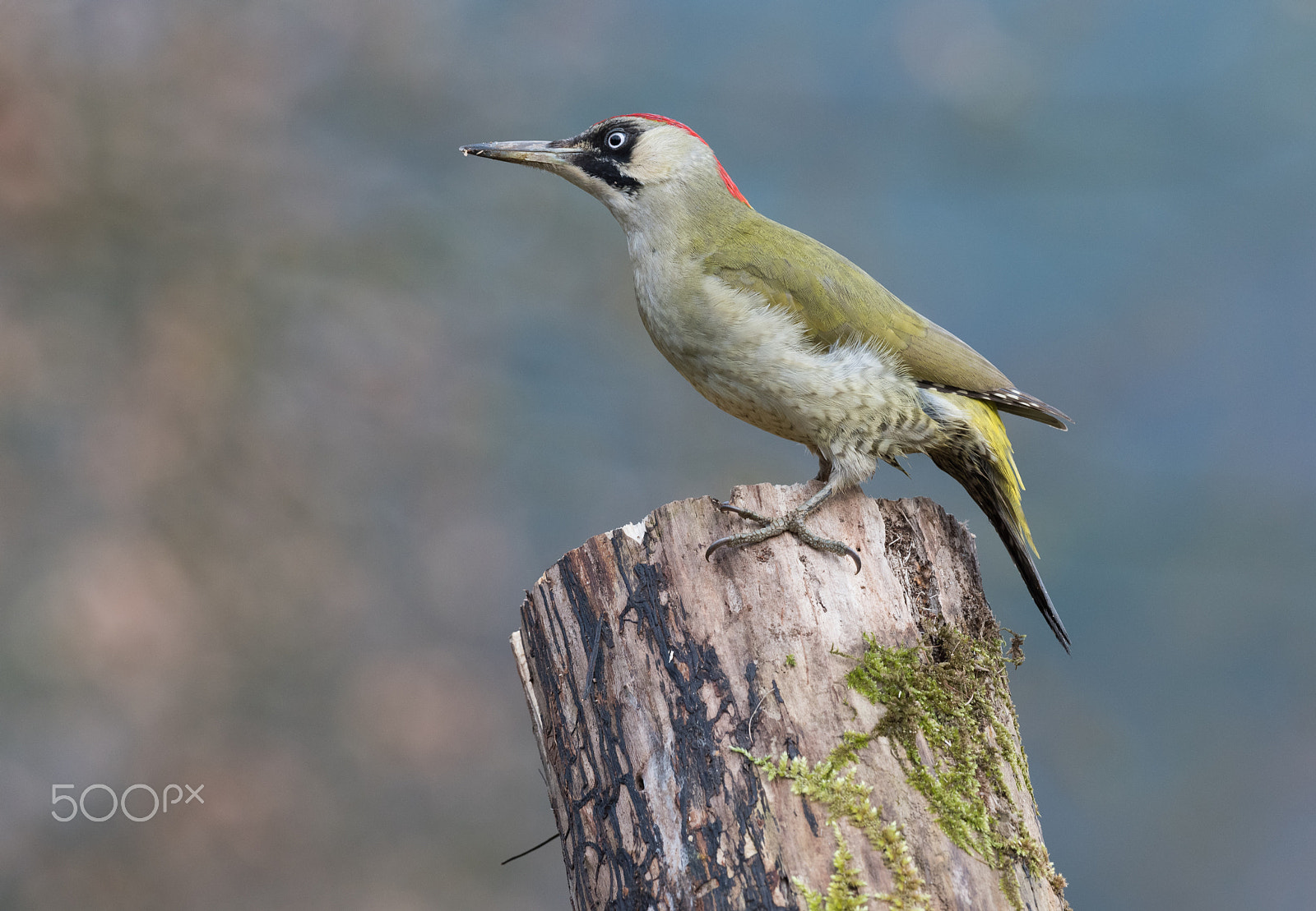 Nikon D810 + Nikon AF-S Nikkor 200-500mm F5.6E ED VR sample photo. Green woodpecker photography