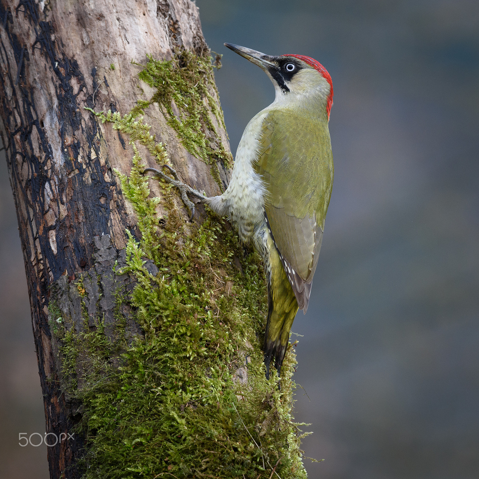 Nikon D810 + Nikon AF-S Nikkor 200-500mm F5.6E ED VR sample photo. Green woodpecker photography