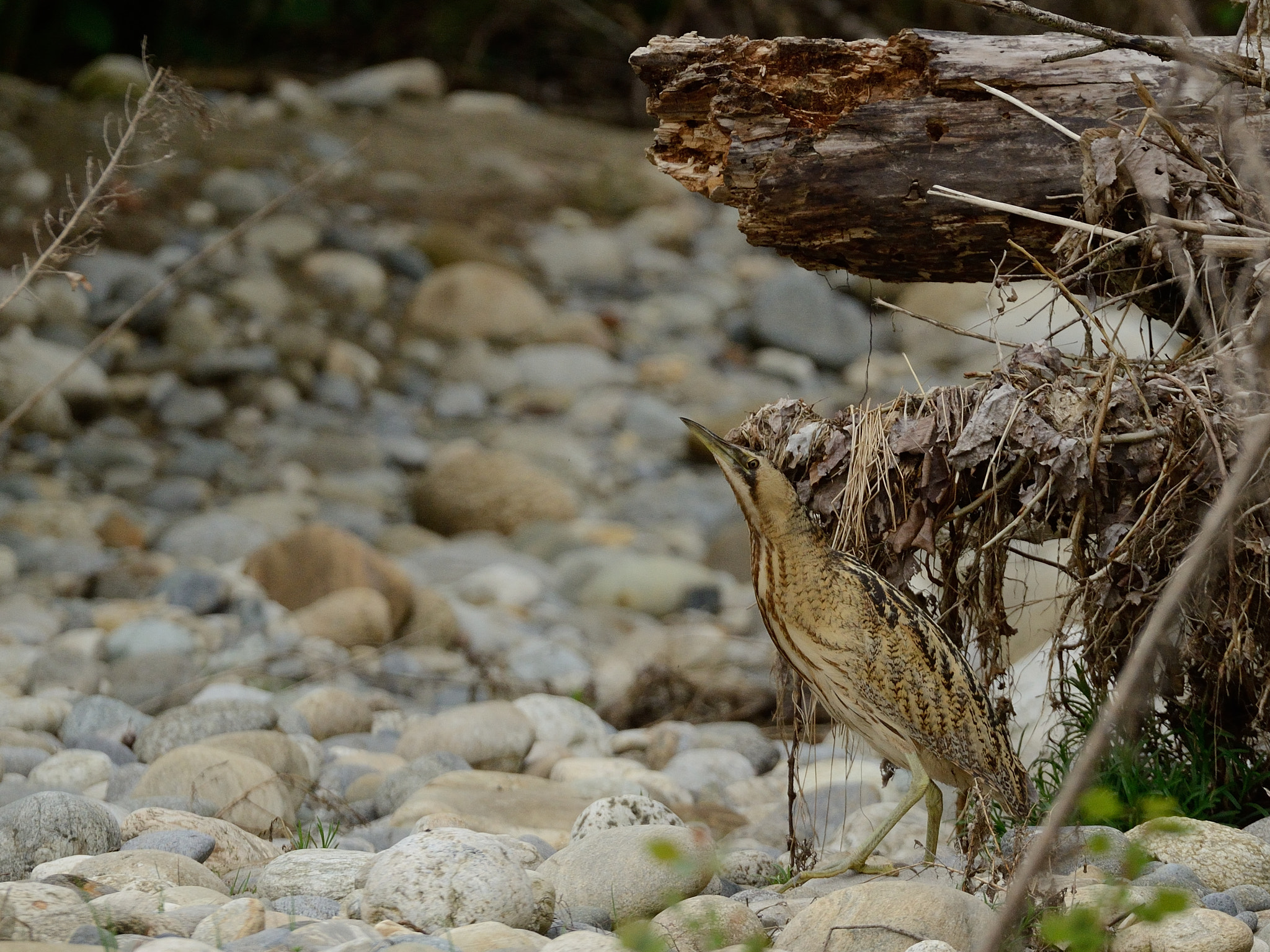 Sigma 150-600mm F5-6.3 DG OS HSM | S sample photo. Tarabuso photography