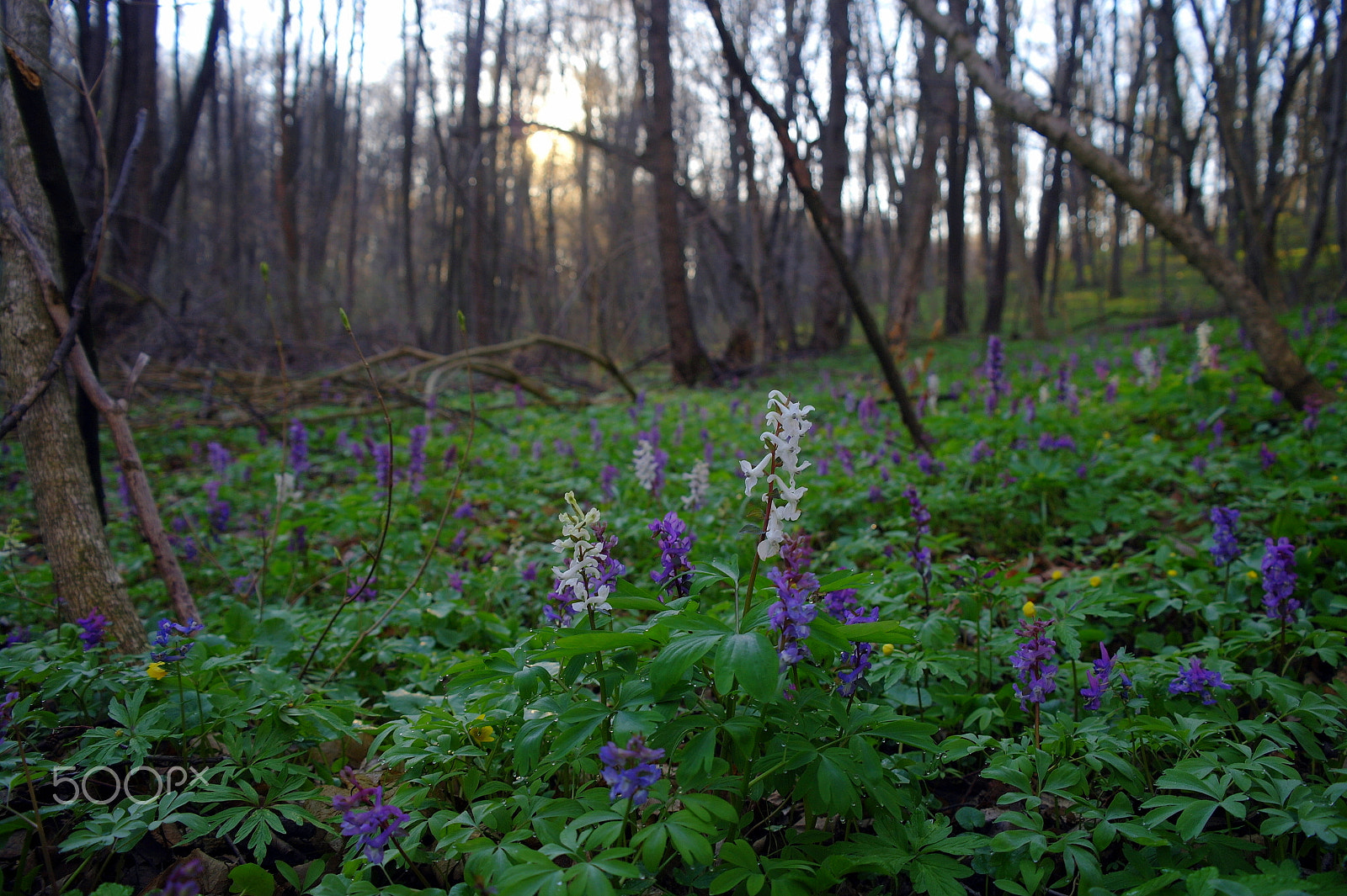 Samsung NX5 sample photo. Flowers in forest photography