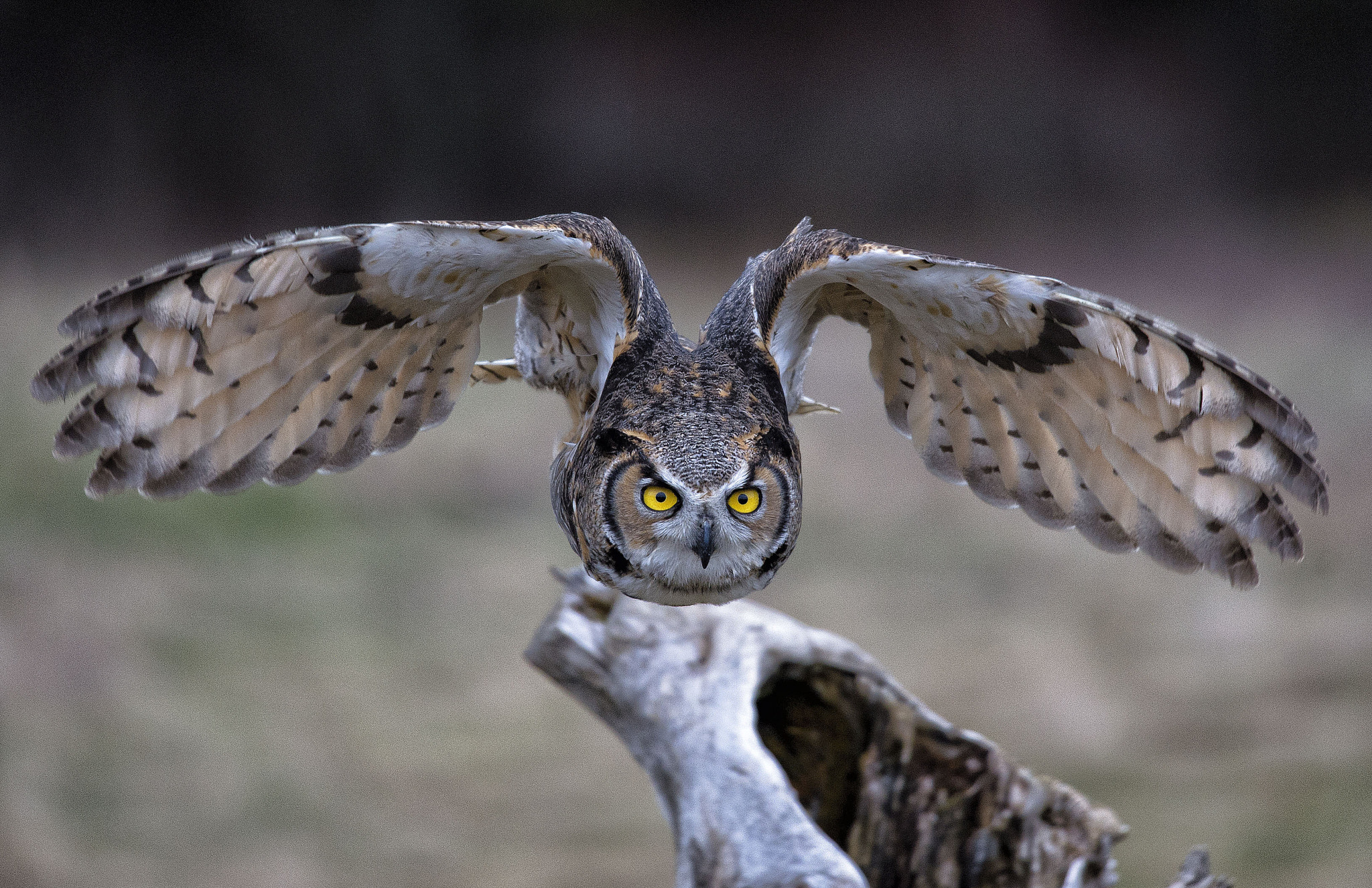 Nikon D4S sample photo. Frodo eurasian eagle owl photography