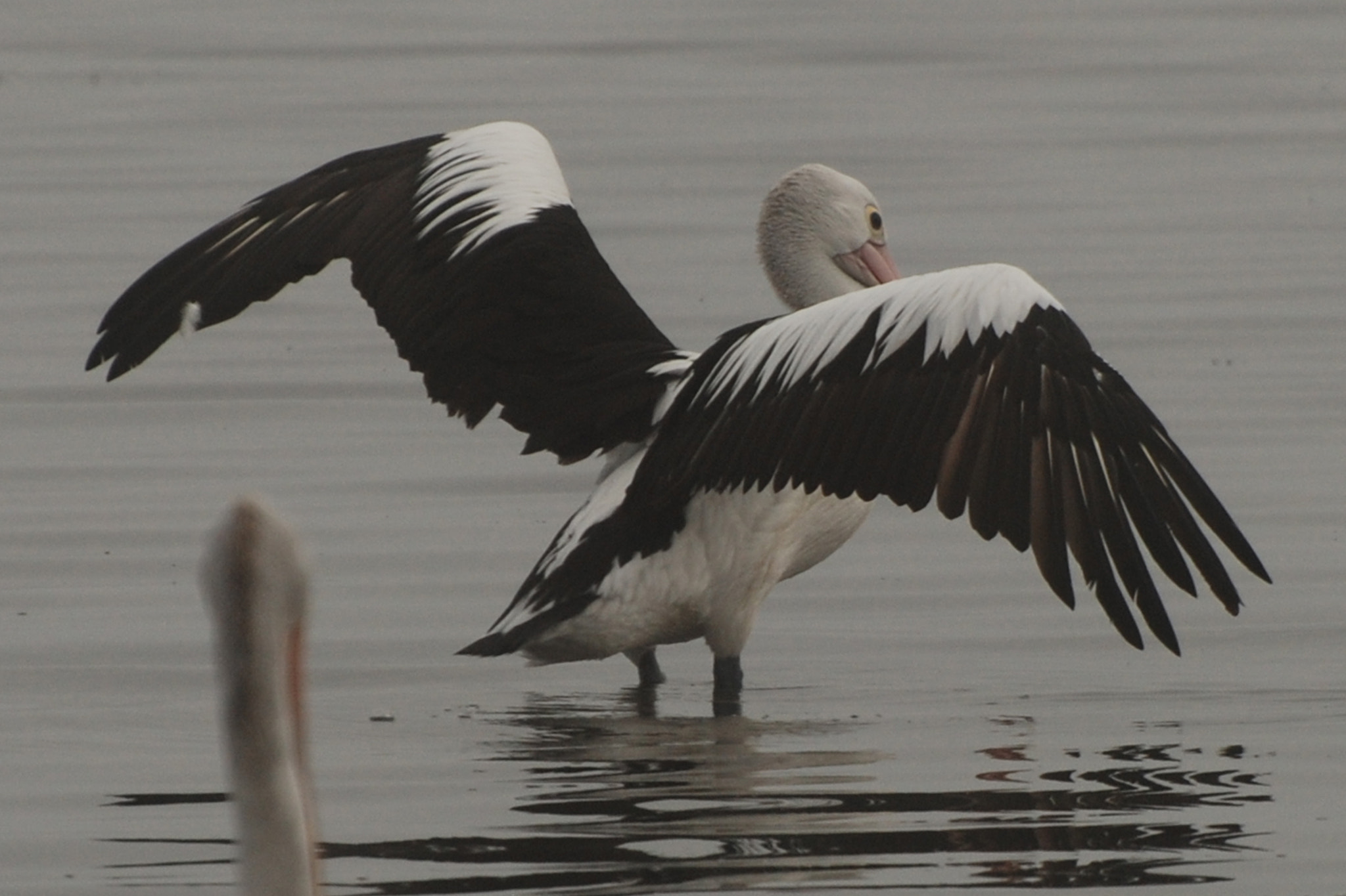 Nikon D80 sample photo. Fog flight ready photography