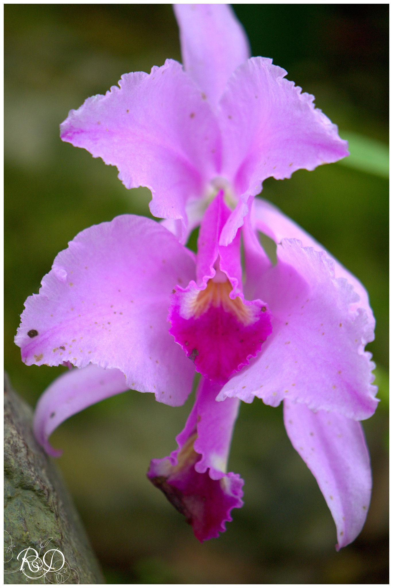 Nikon D3100 sample photo. Cattleya (orchids) photography
