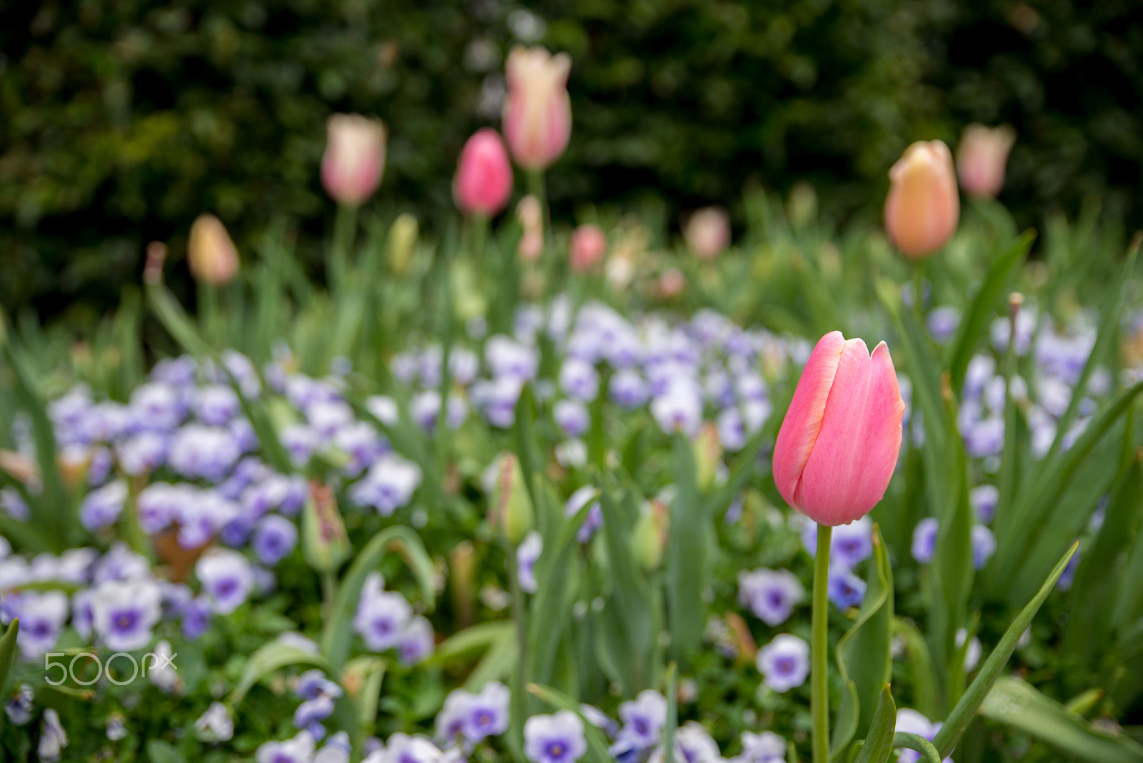 Nikon D610 sample photo. Tulip photography