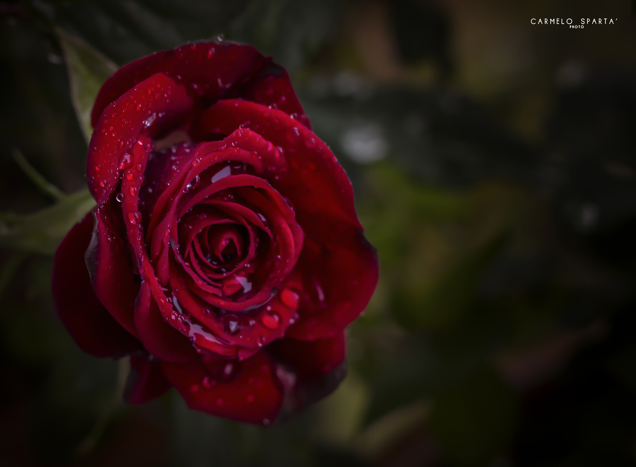 Canon EOS 650D (EOS Rebel T4i / EOS Kiss X6i) sample photo. Rose photography