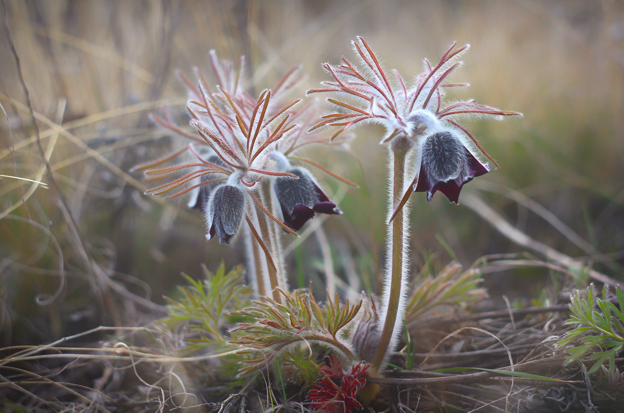 Canon EF 35-80mm f/4-5.6 sample photo. Pasque-flower photography
