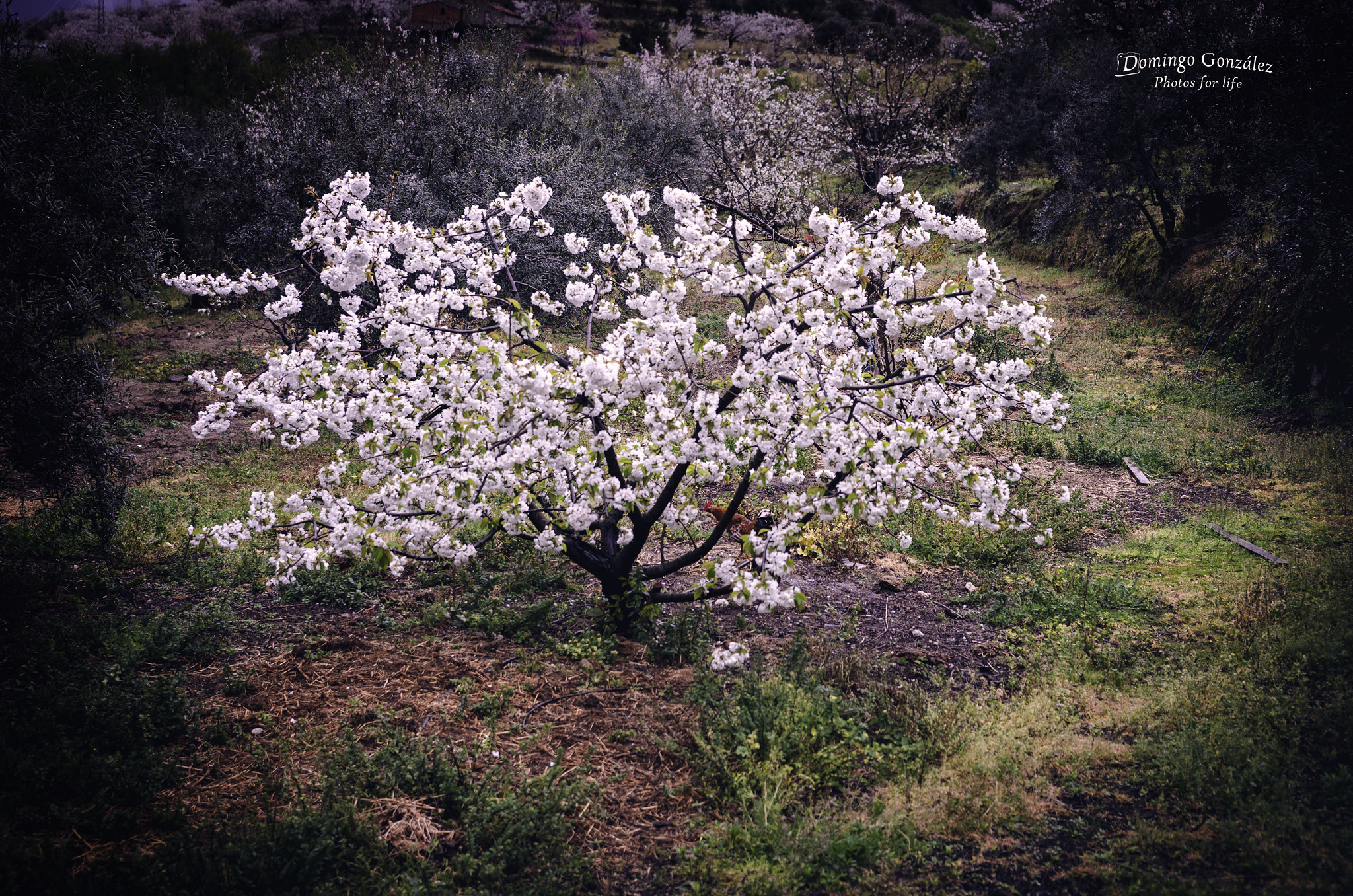 Nikon D7000 sample photo. Mi cerezo photography