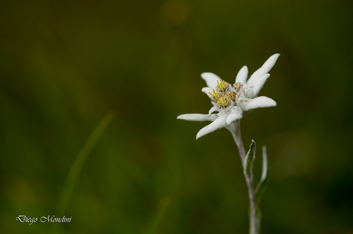 Sigma 150mm F2.8 EX DG Macro HSM sample photo. Estate 2015 photography