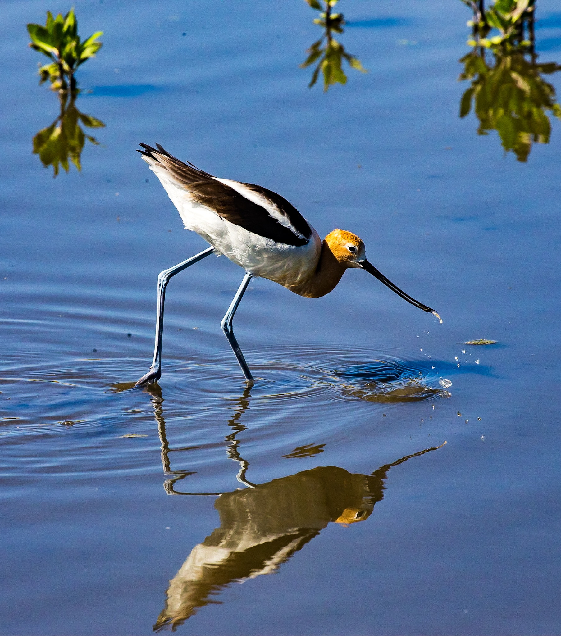 Canon EOS-1D X sample photo. American avocet photography