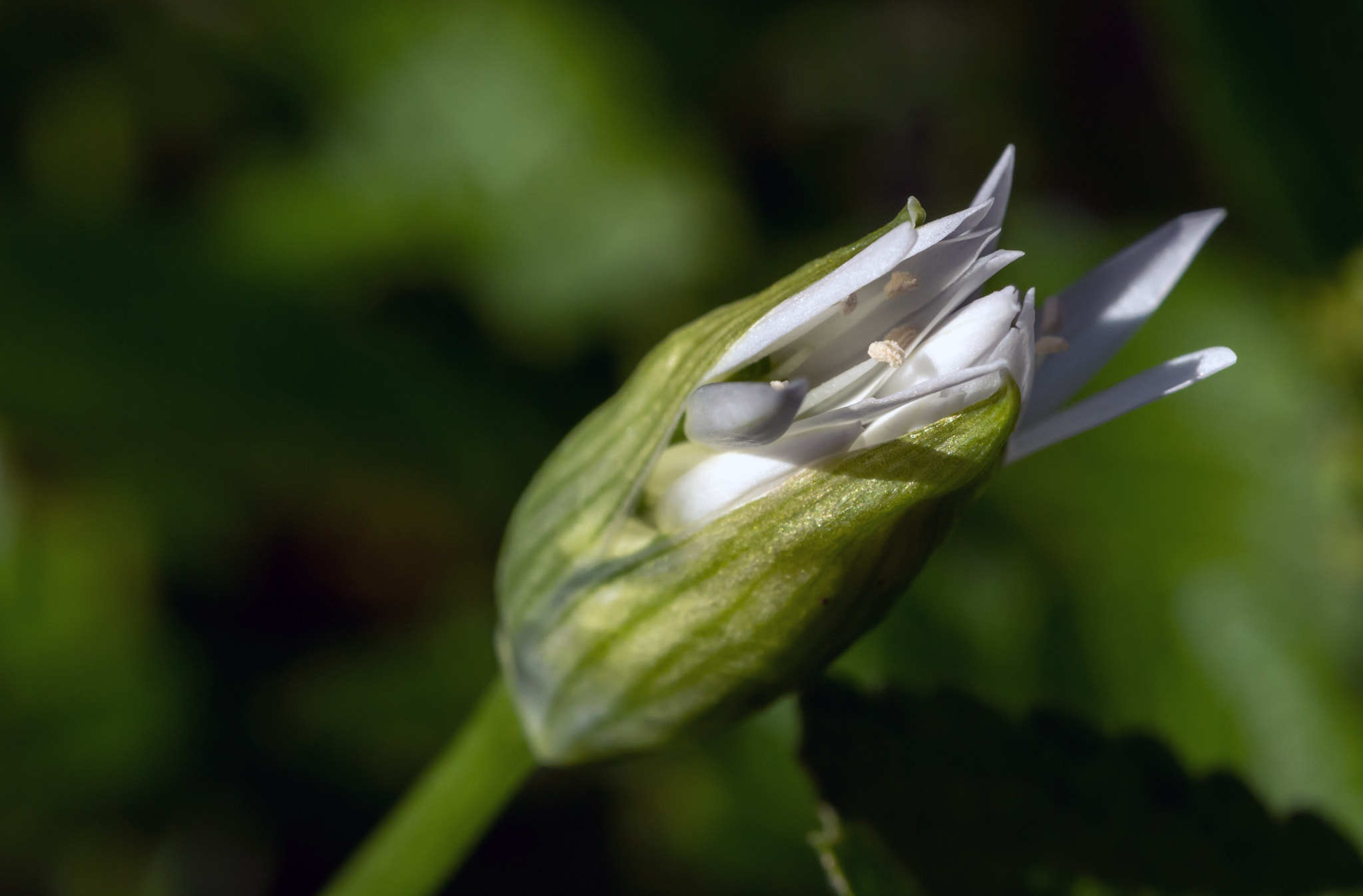 AF Micro-Nikkor 60mm f/2.8 sample photo. Held to ramson? photography