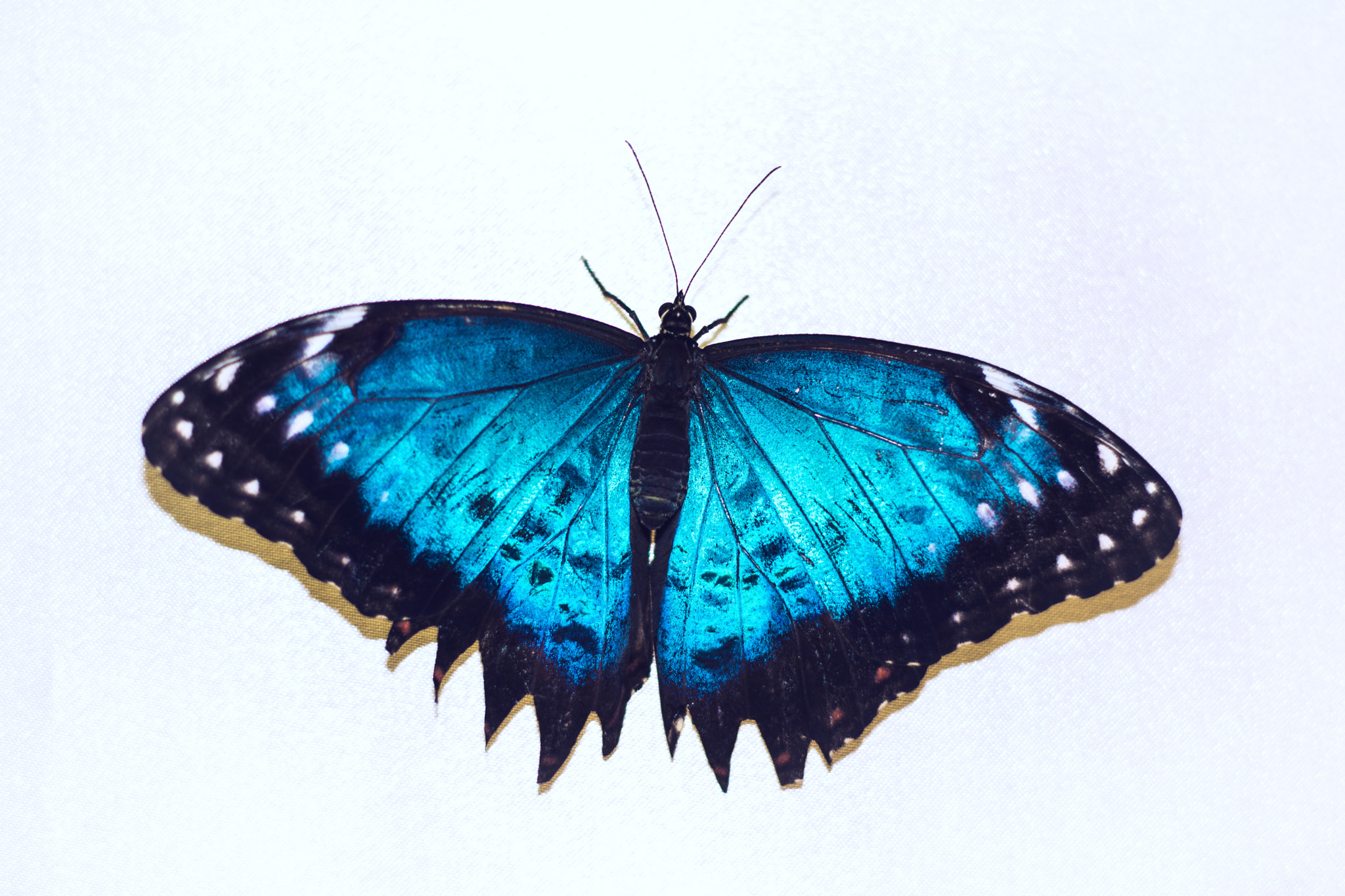 Nikon D7100 + Nikon AF Nikkor 50mm F1.8D sample photo. Butterfly photography