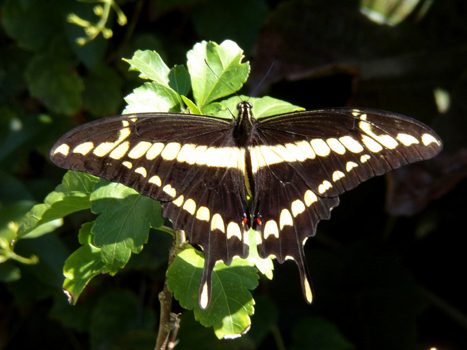 JK KODAK PIXPRO AZ421 sample photo. Mariposa de los naranjos photography